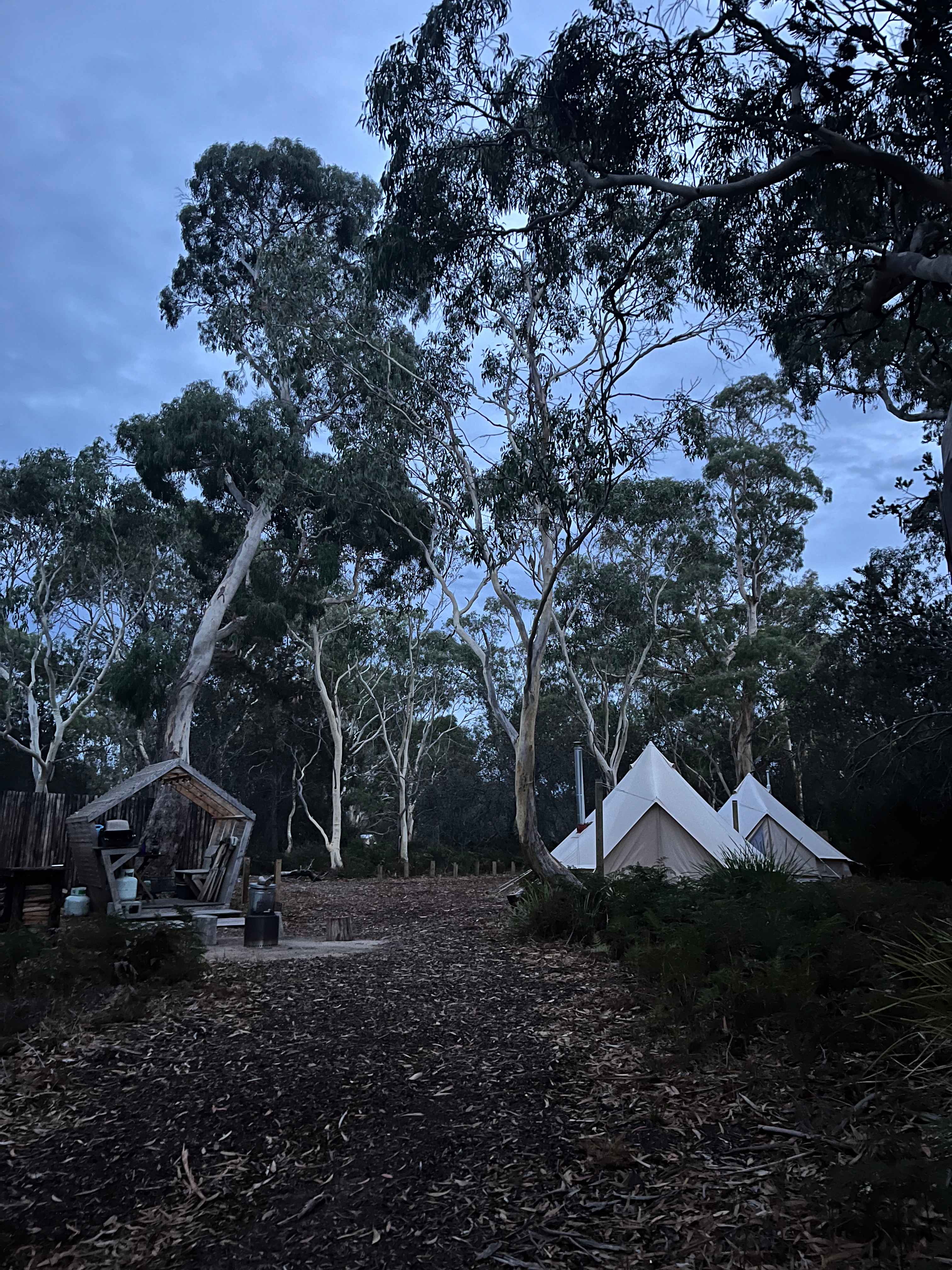 Tents among the beautiful trees
