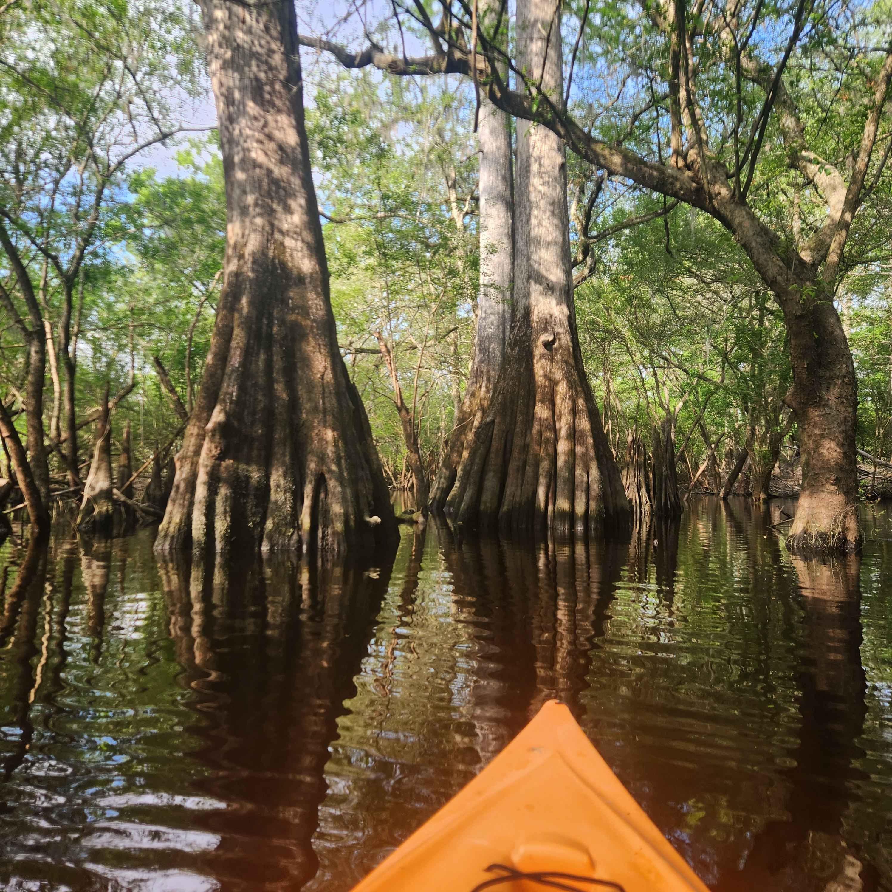 Santa Fe River's Edge