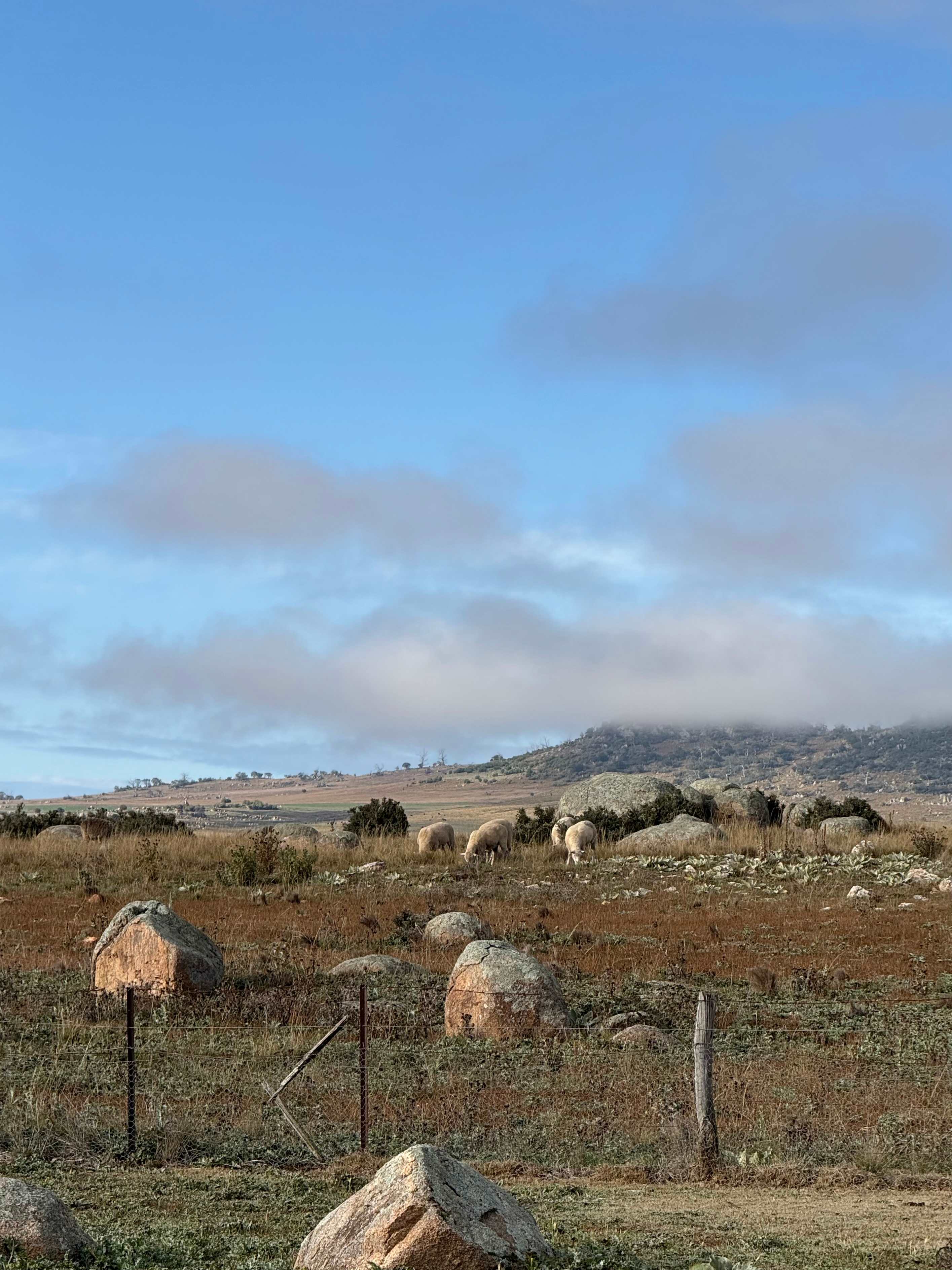 "Duck Downs" Snowy Mountains