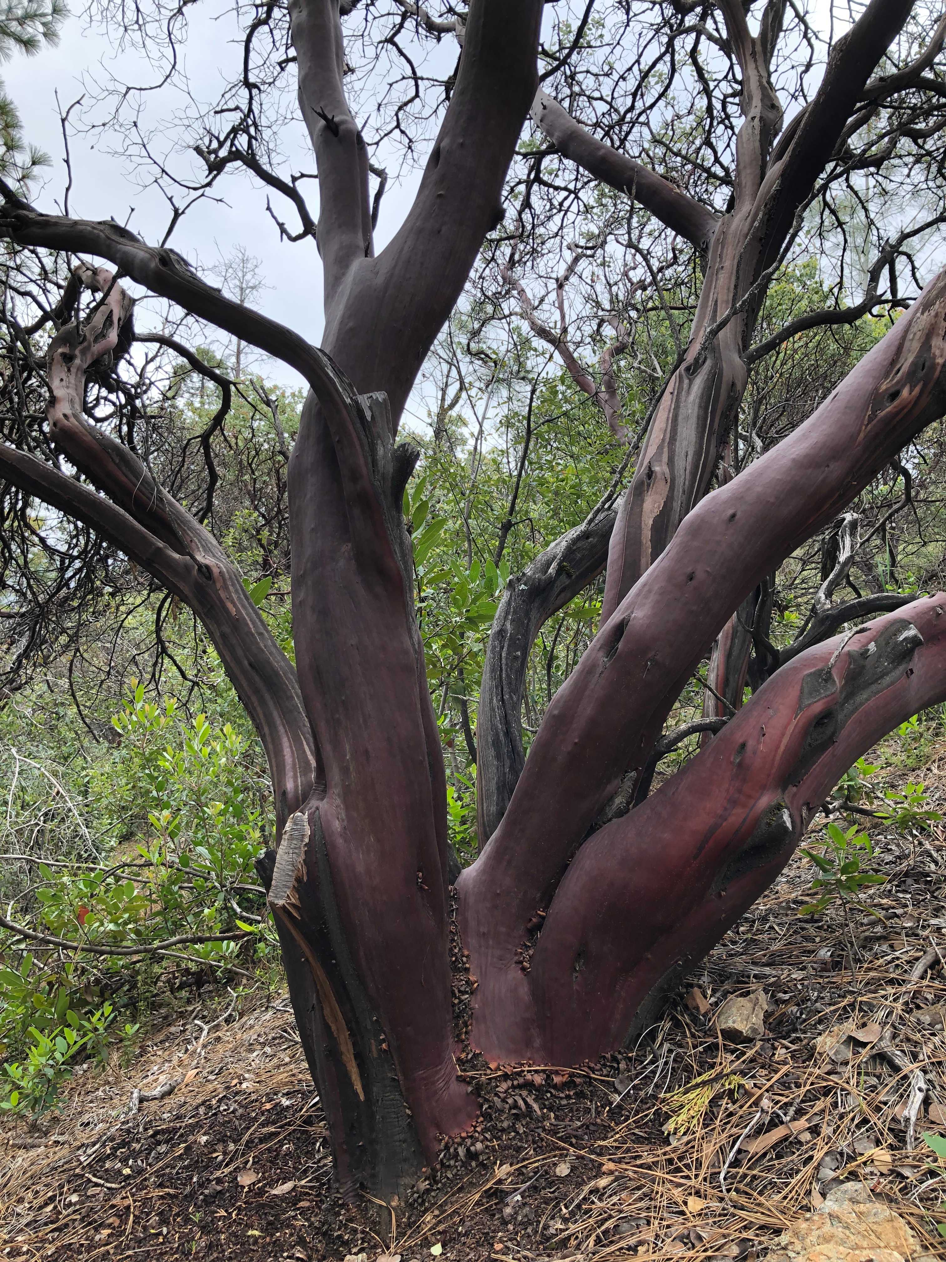 Beautiful manzanita trees are all over the property.