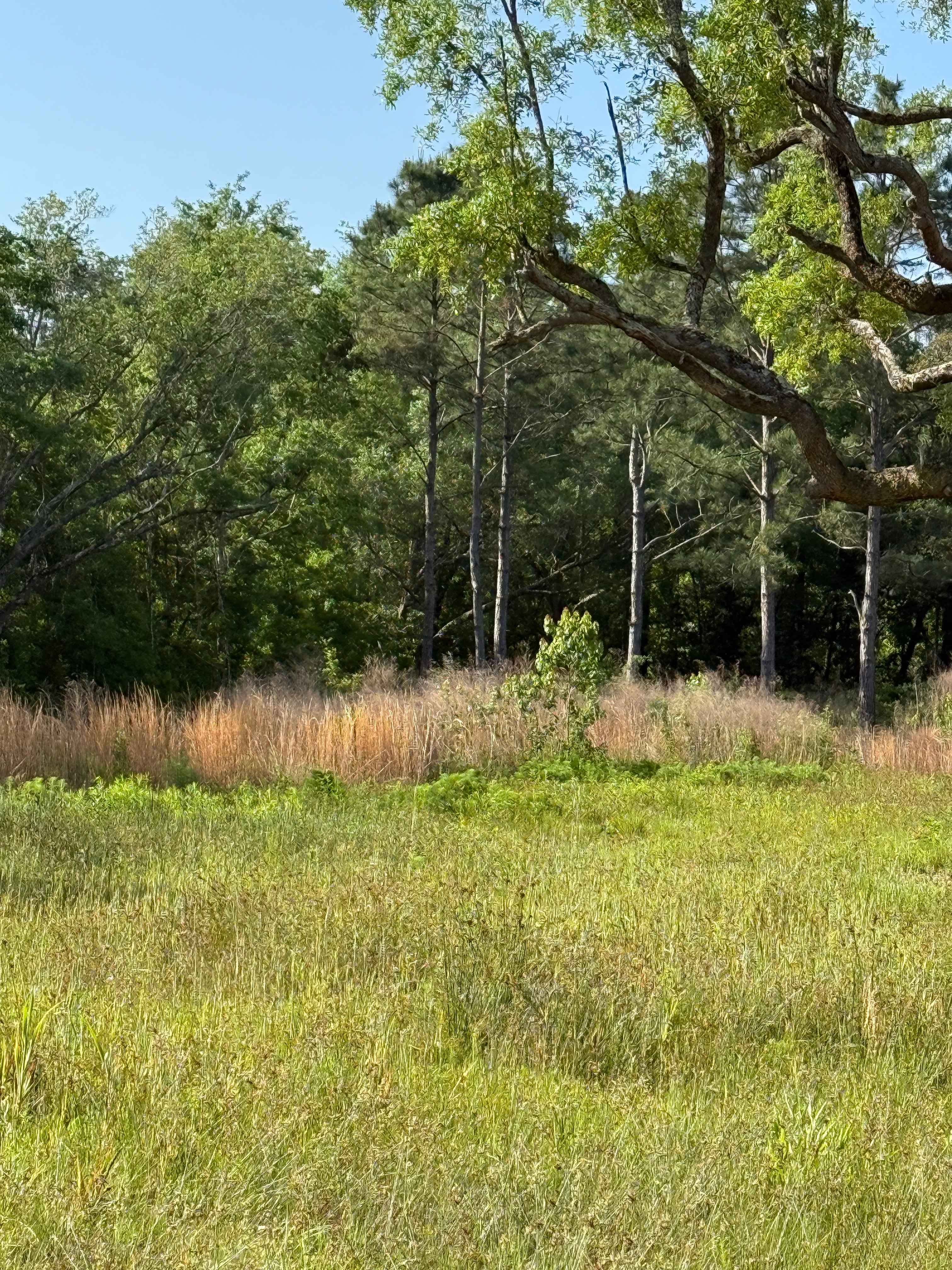 Garcon Live Oaks