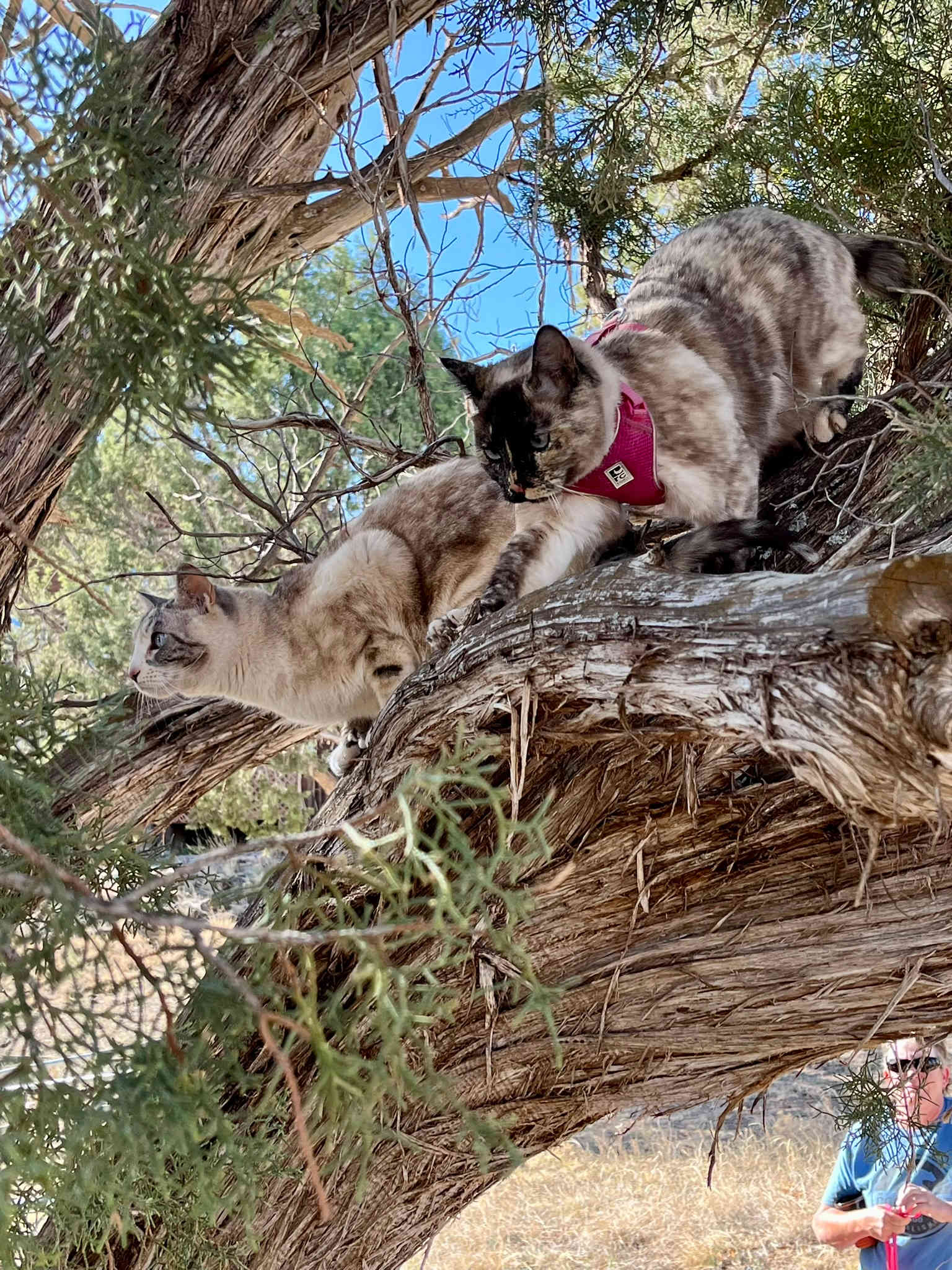 Cat Approved!