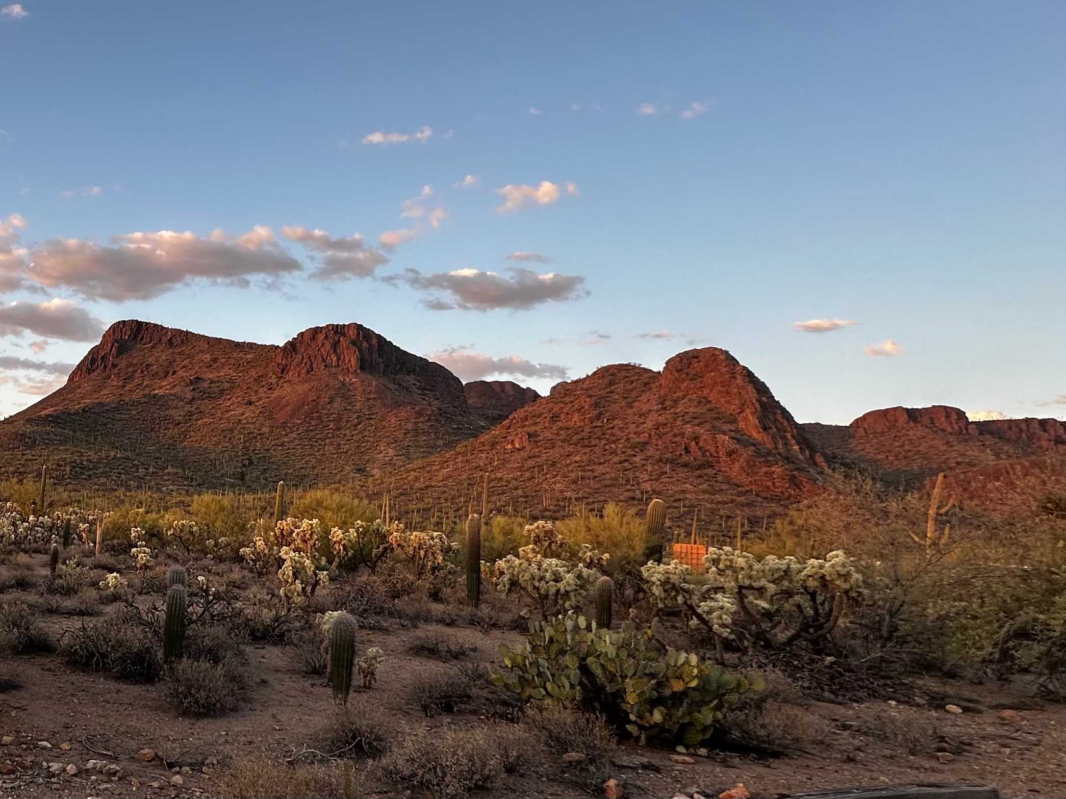 Saguaro national monument west