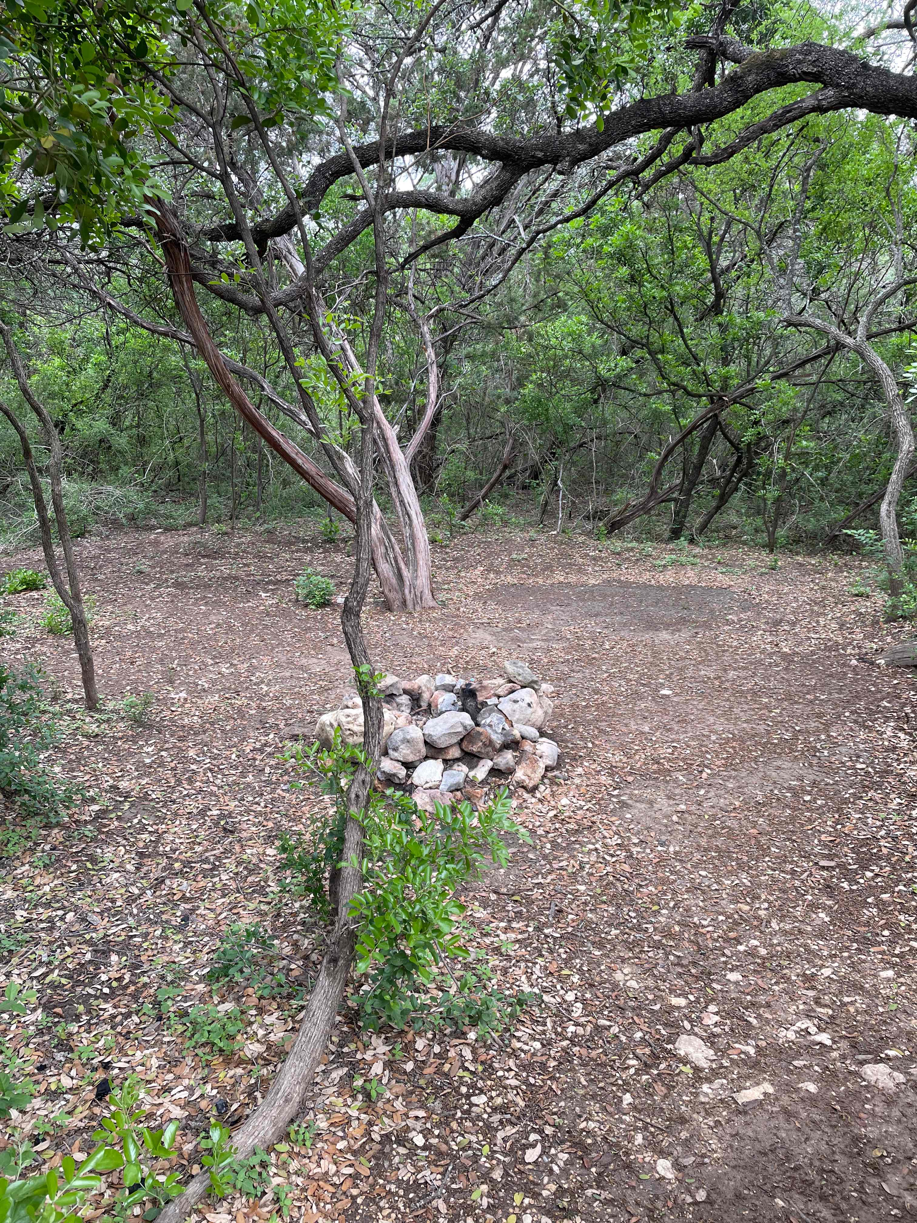 Lost Woods