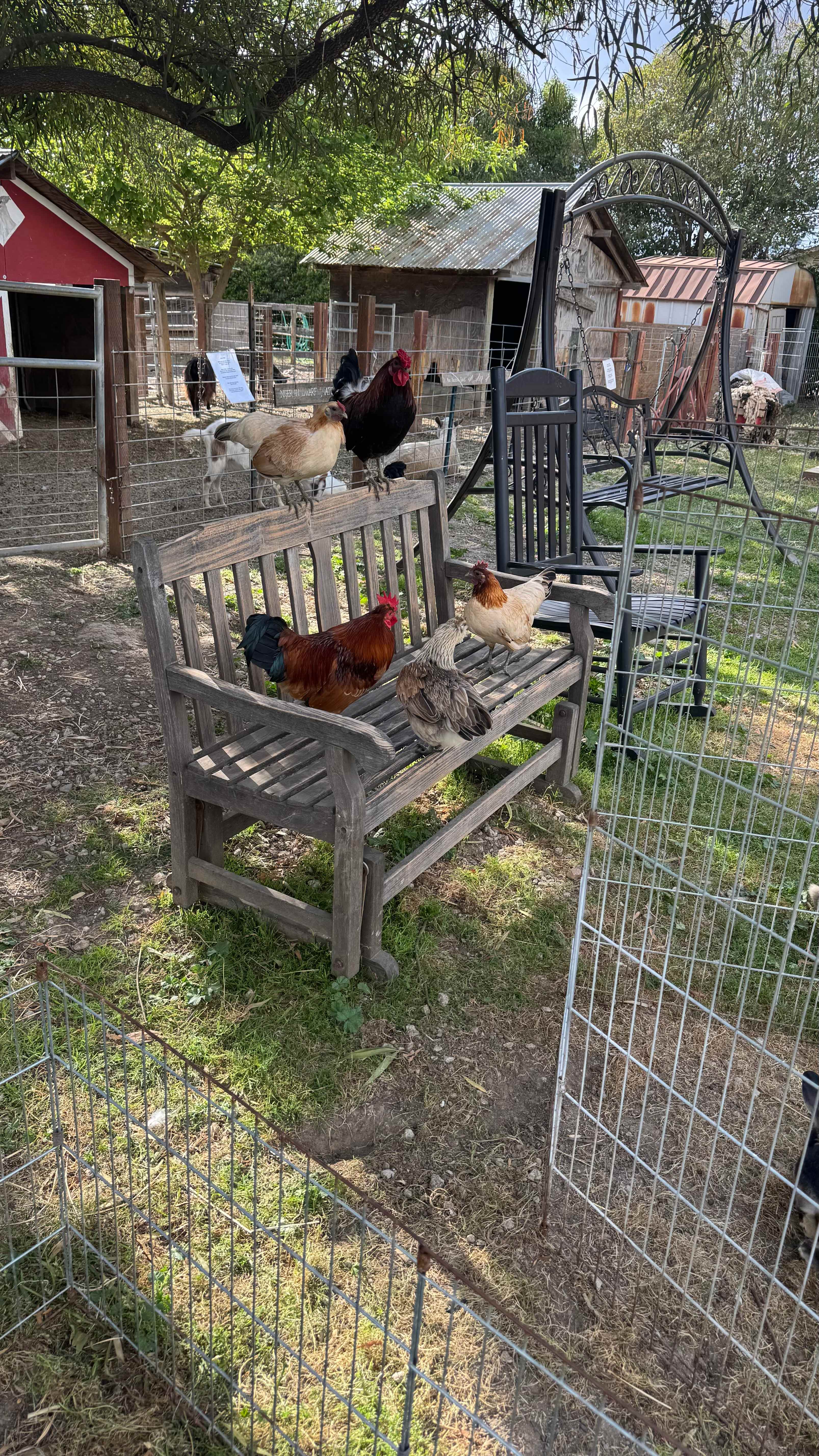 So many chickens! 