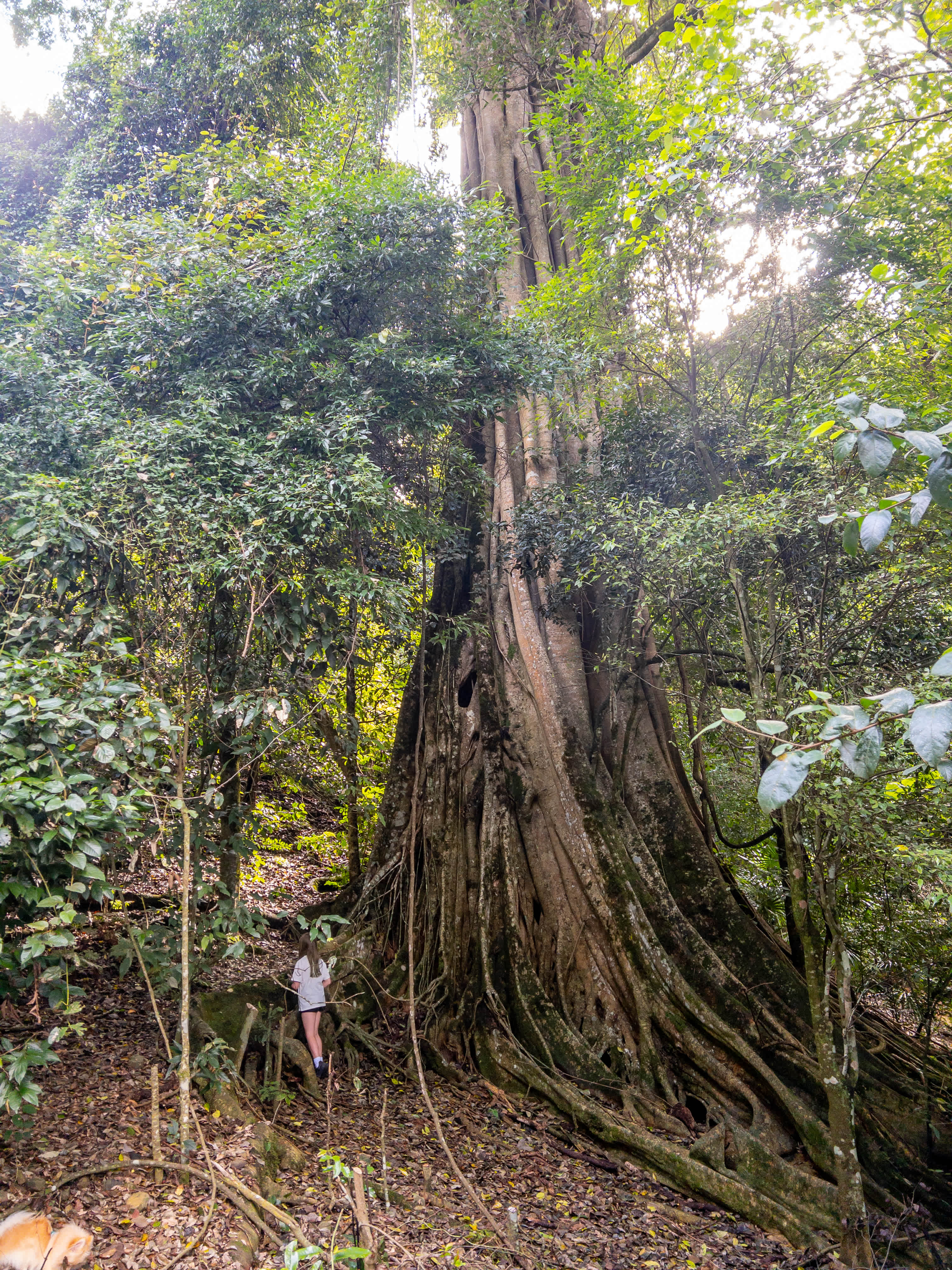 Big fig