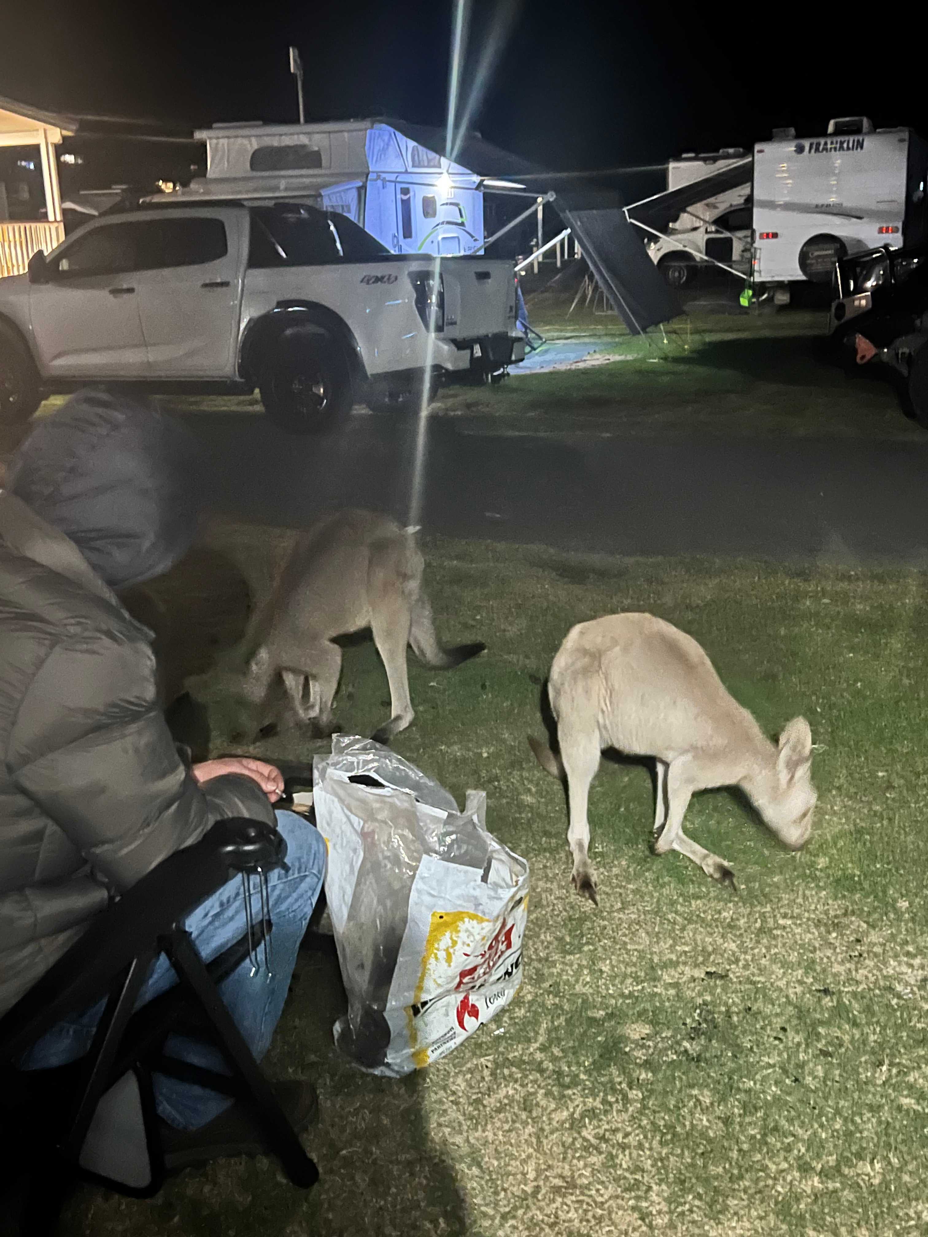 Our evening visitors! Very friendly! 