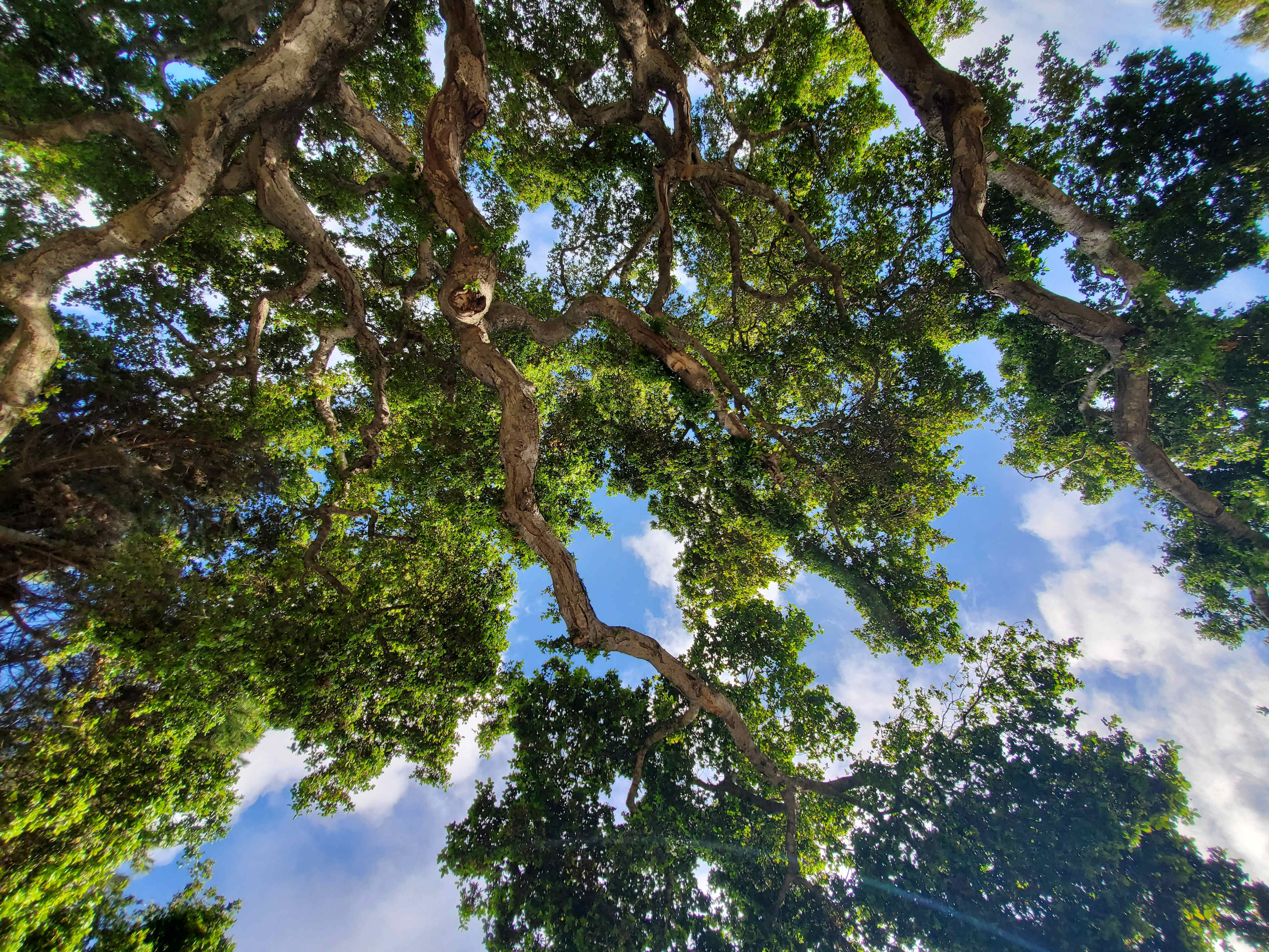 Under the oak