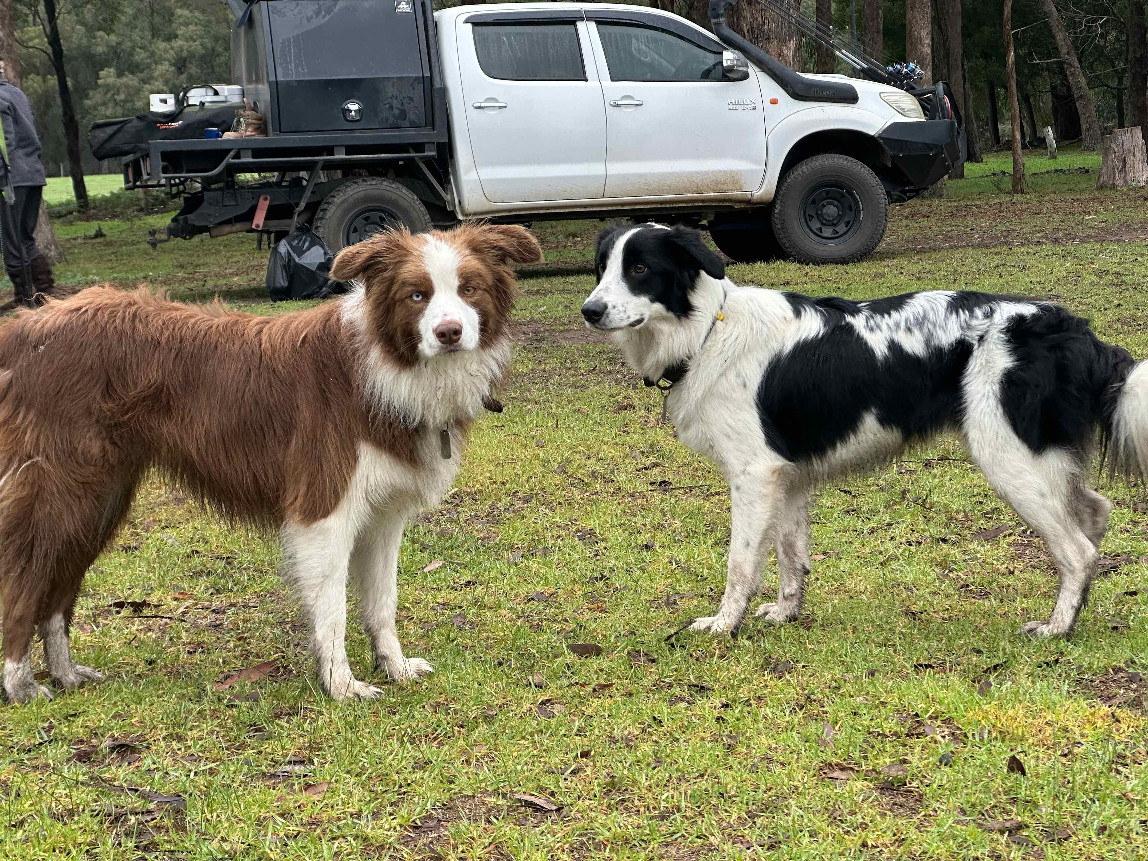 Bruthen Creek Pastoral Farmstay
