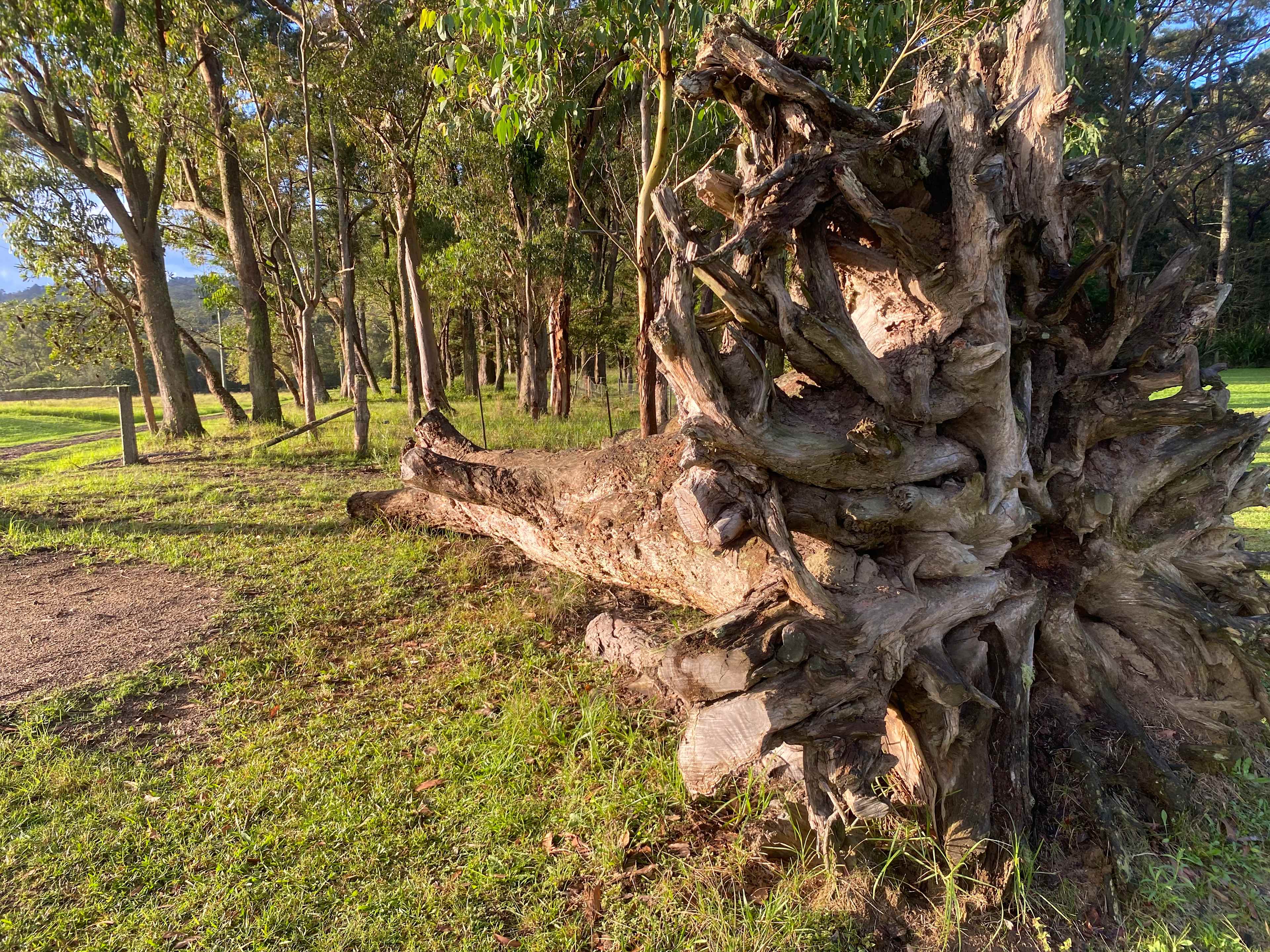 The incredible forms of nature