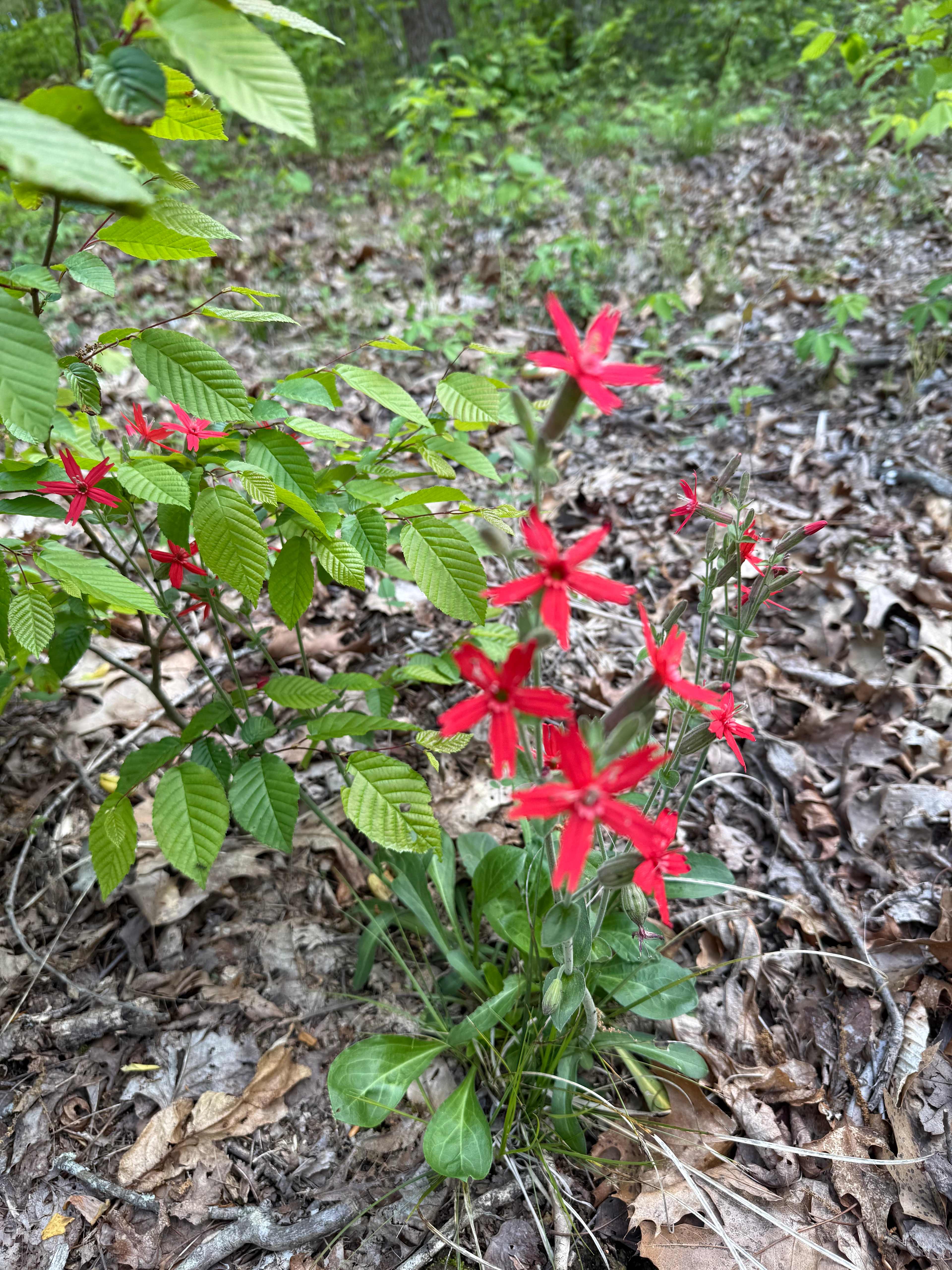 Lionsgate Campground