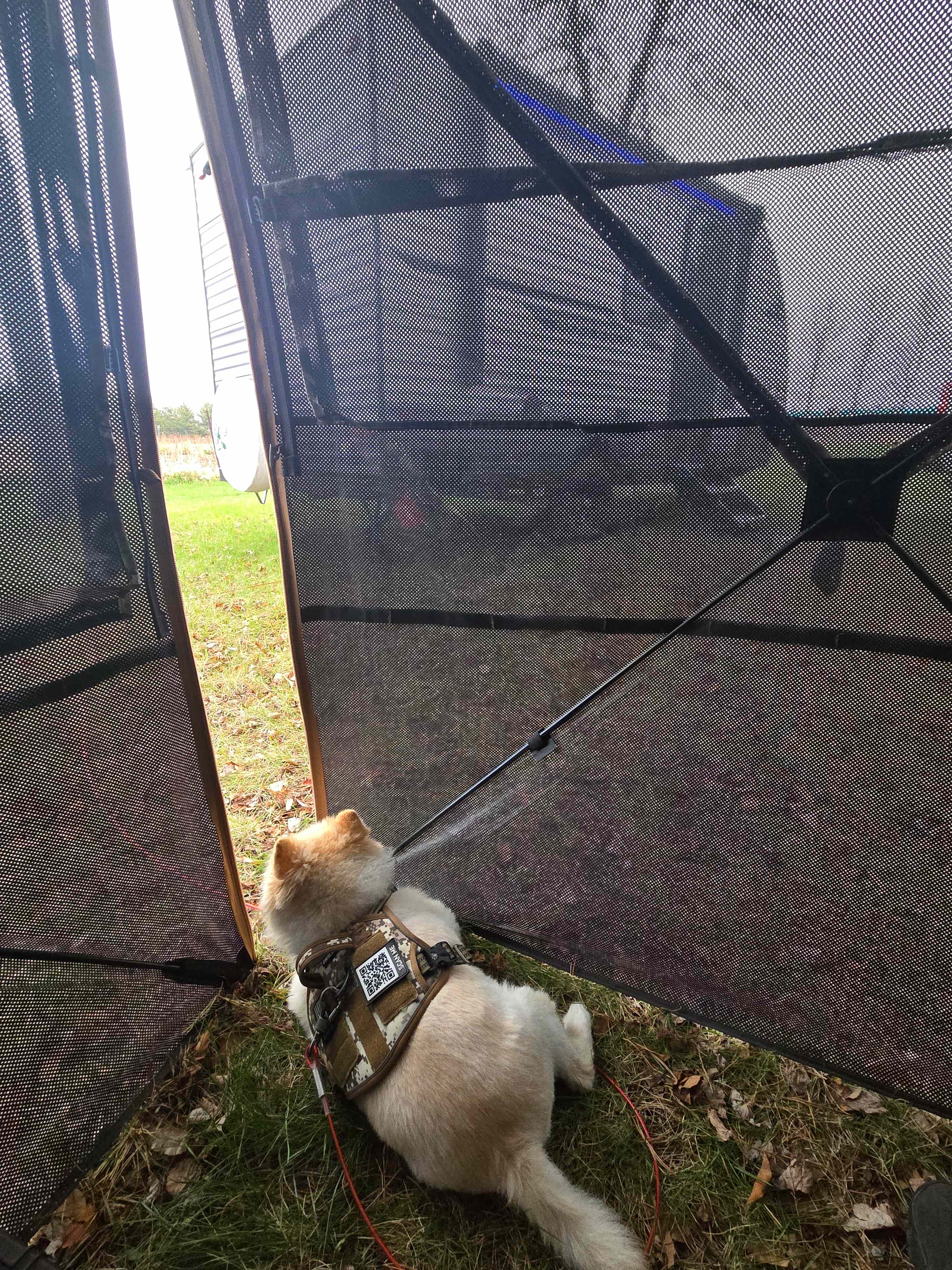 The guard dog! Lol