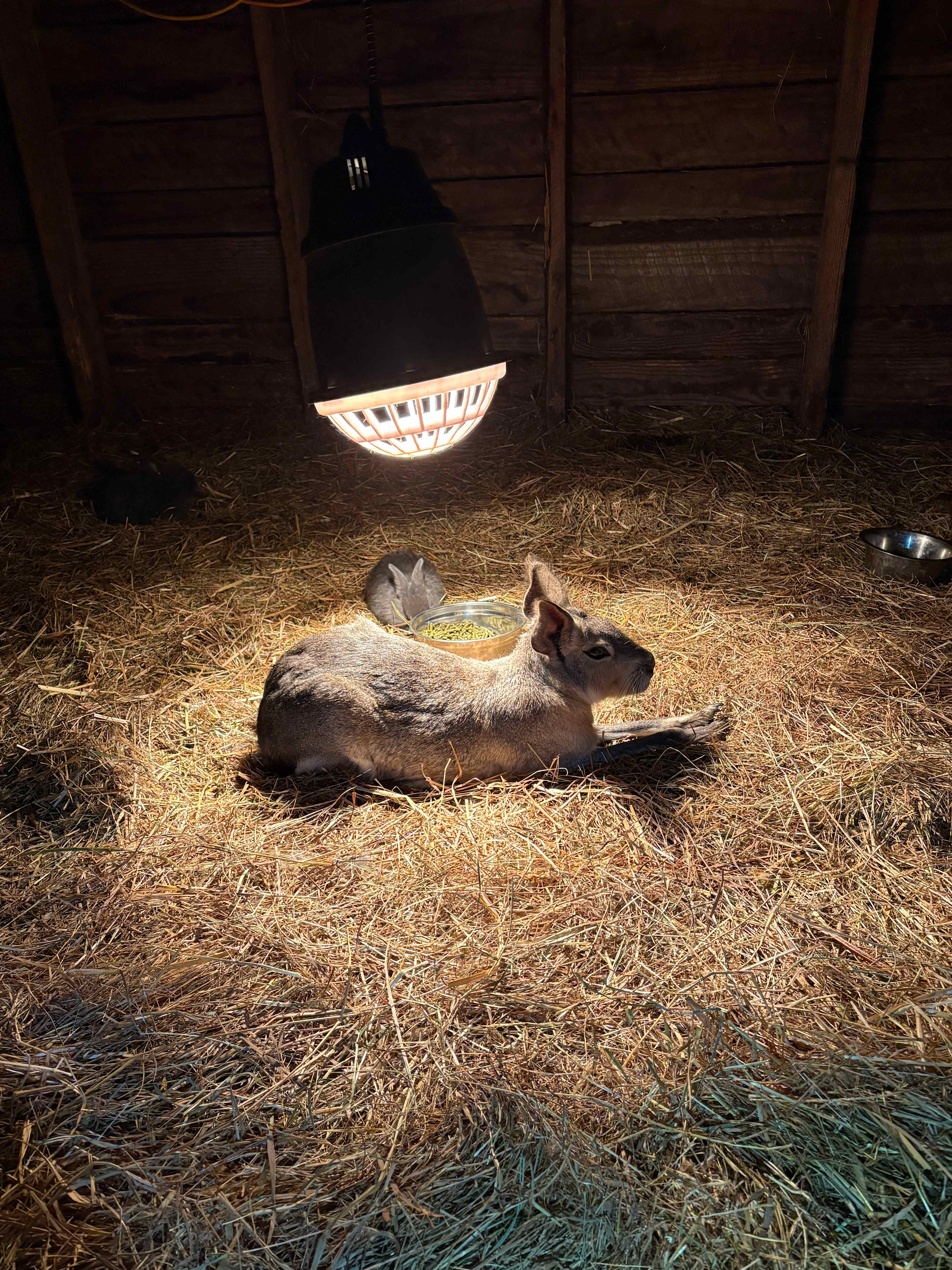 The Healing Farm