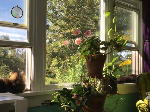 Living room windows