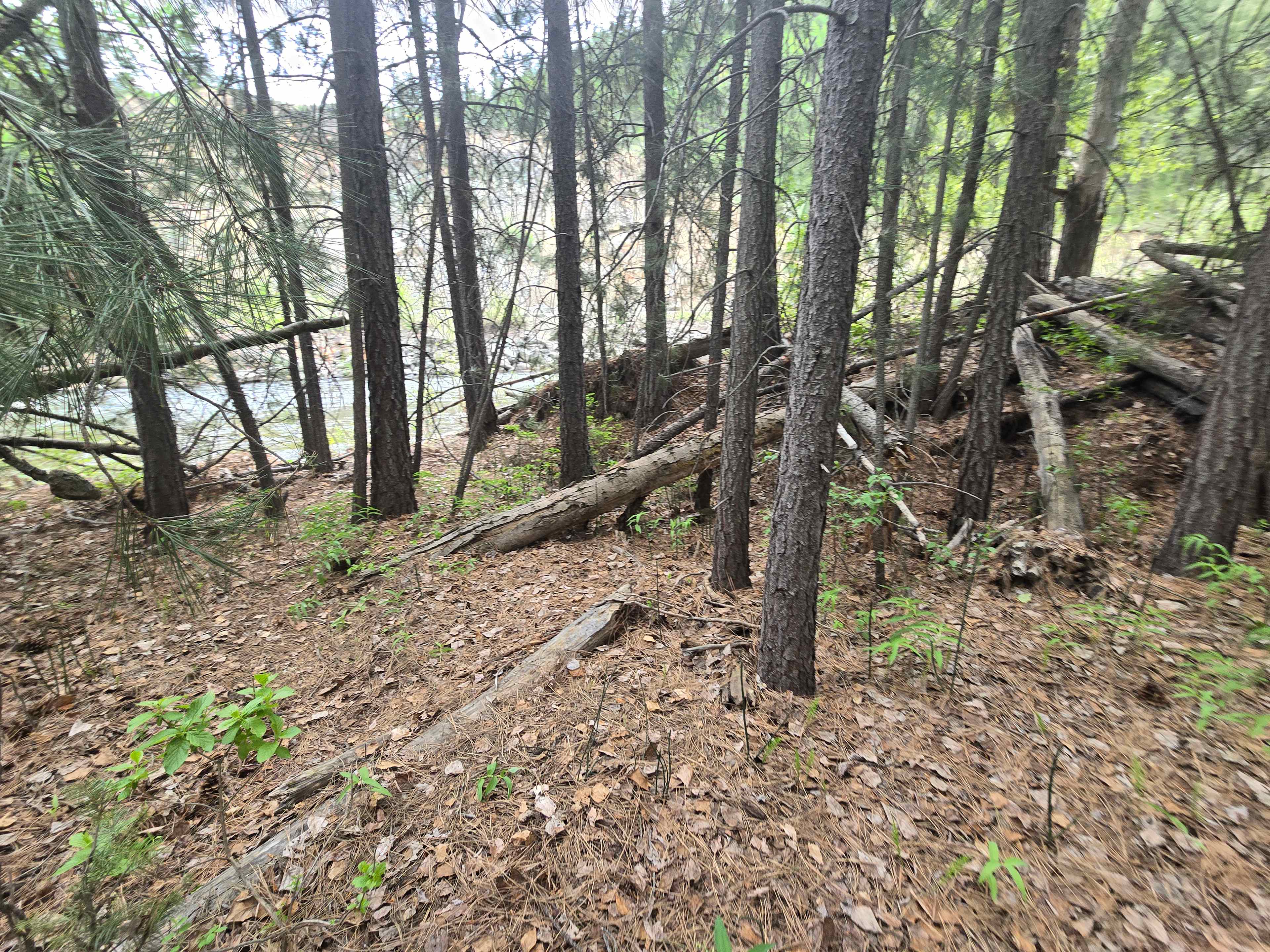 Beaver site
