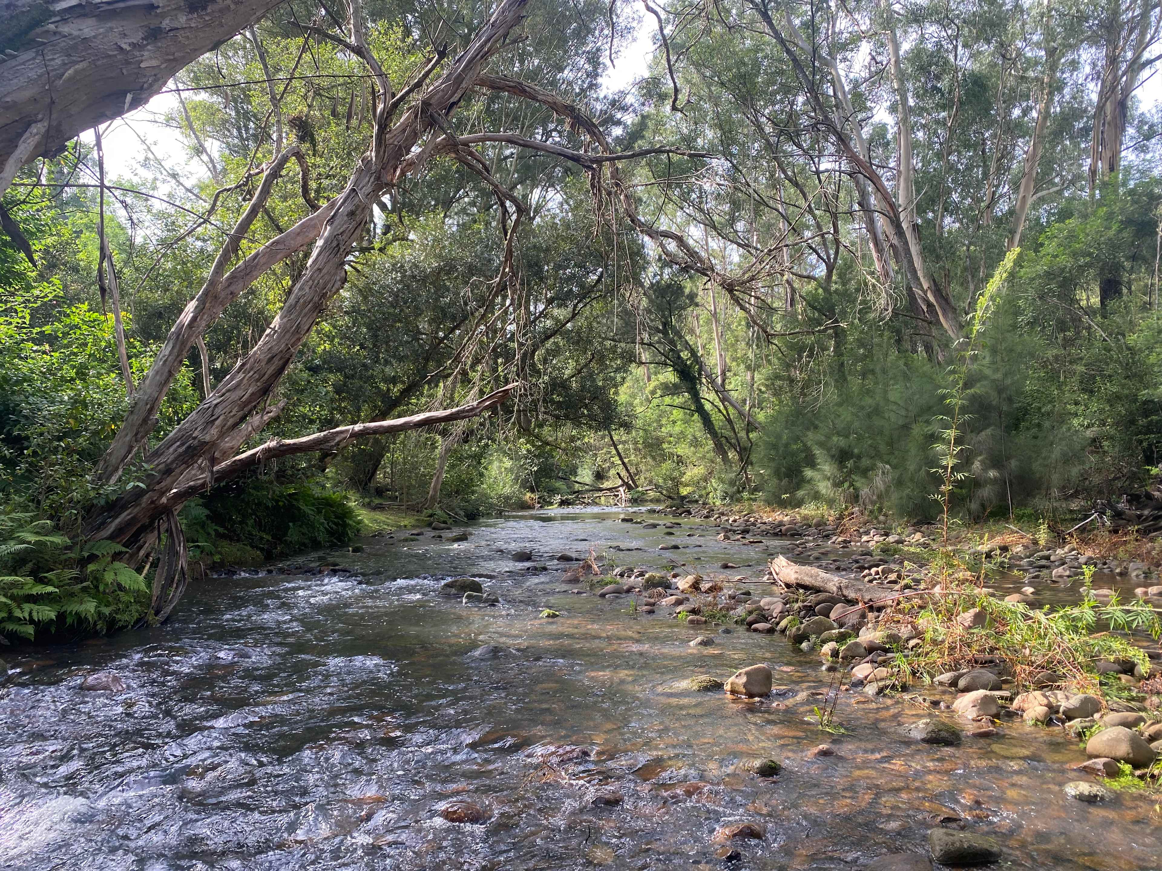 Wombat Hollow