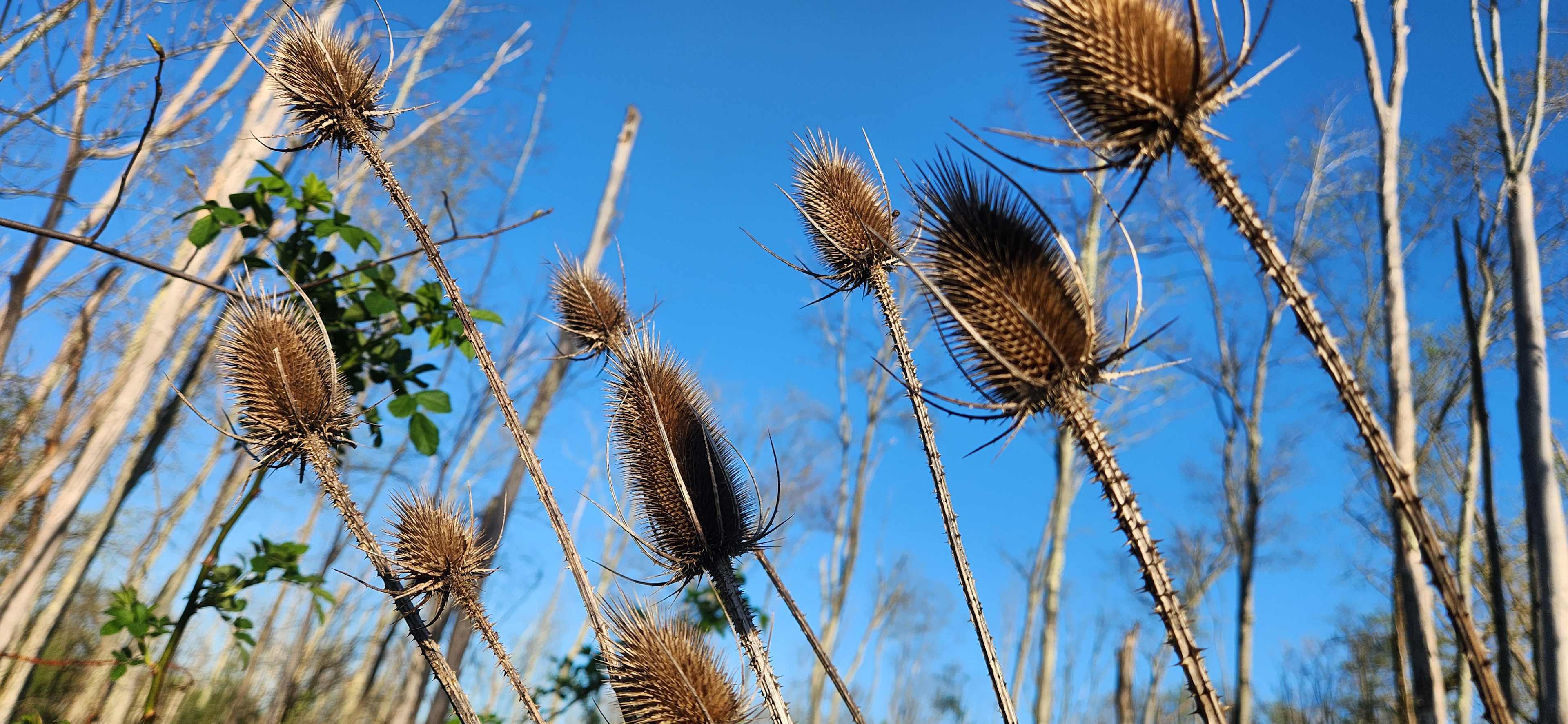 marshy areas with plenty of flora and fauna