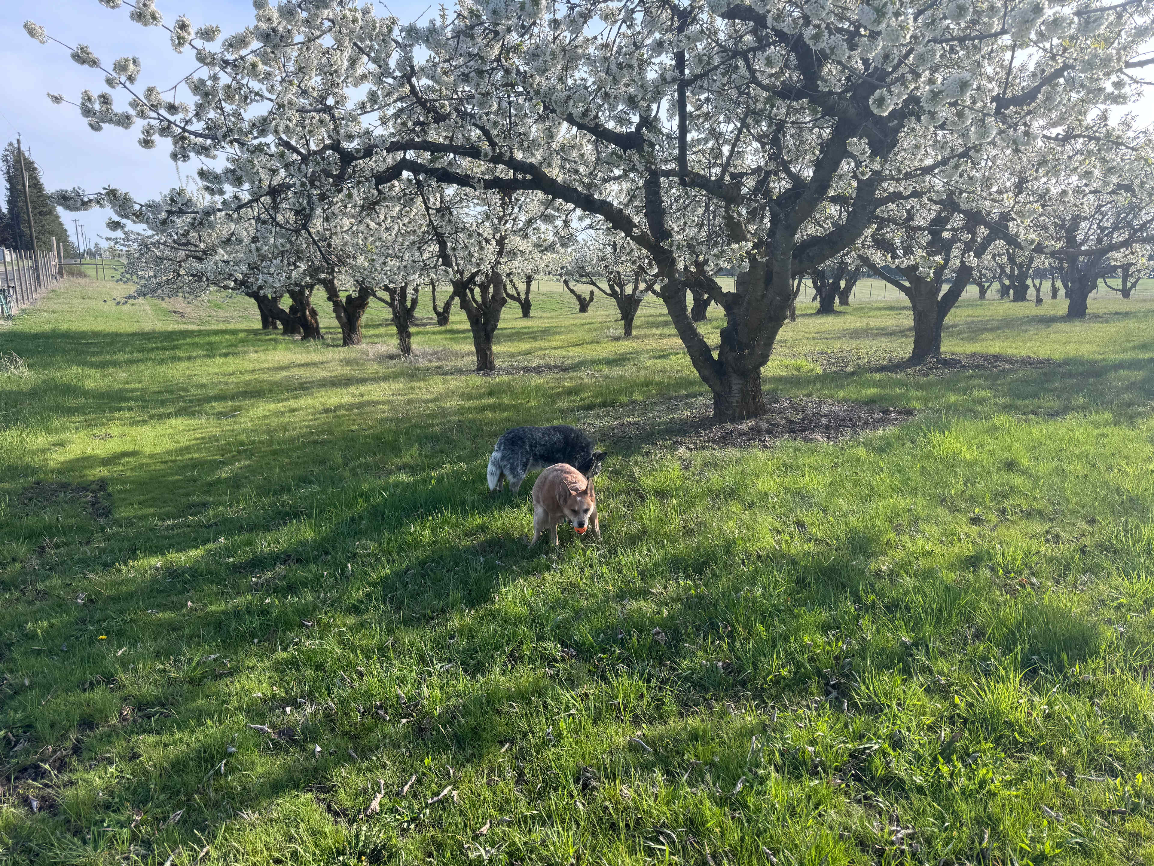 Nàdair Orchard
