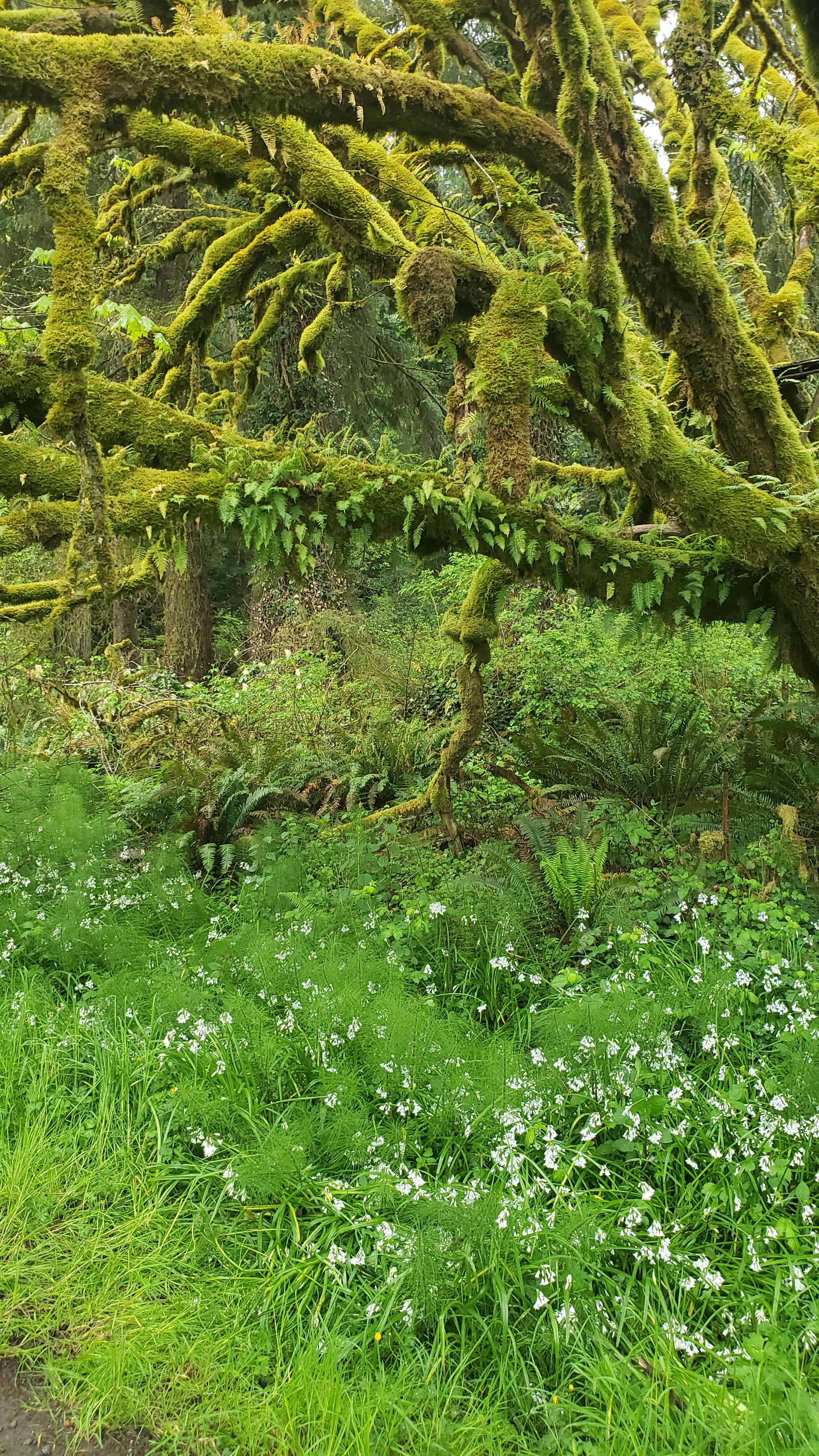 Little Haven Gardens