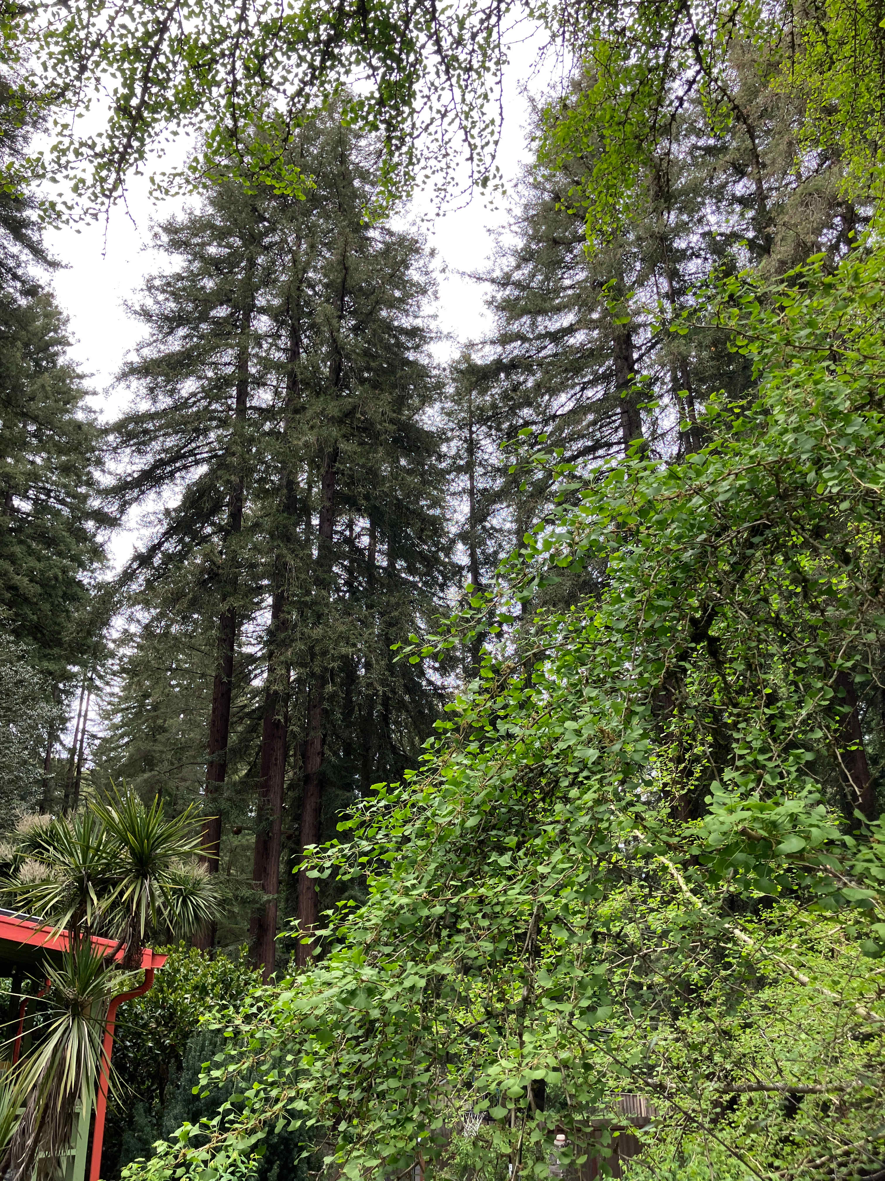Cozy Cottage in the redwoods