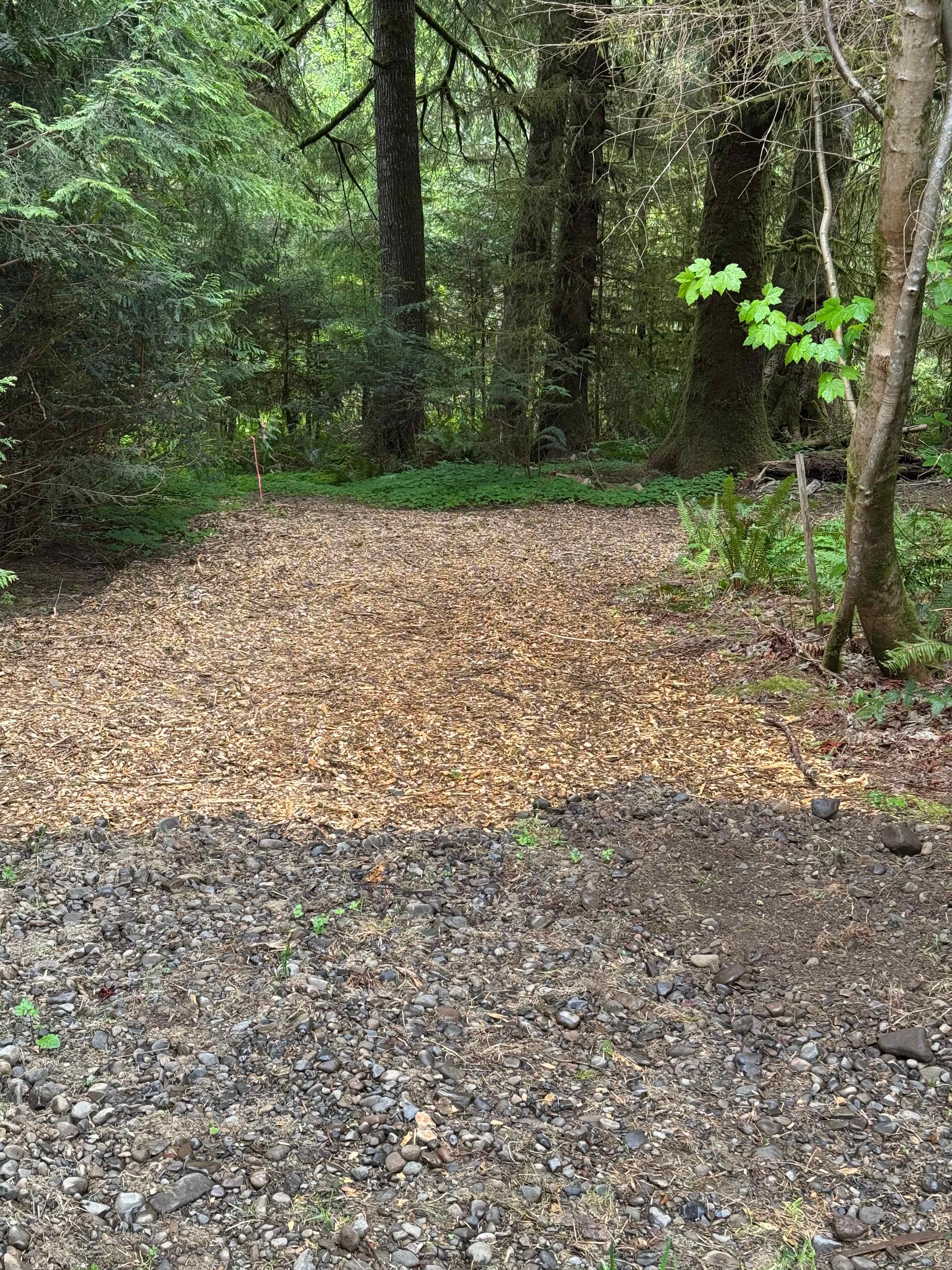 Rainforest glade by the river