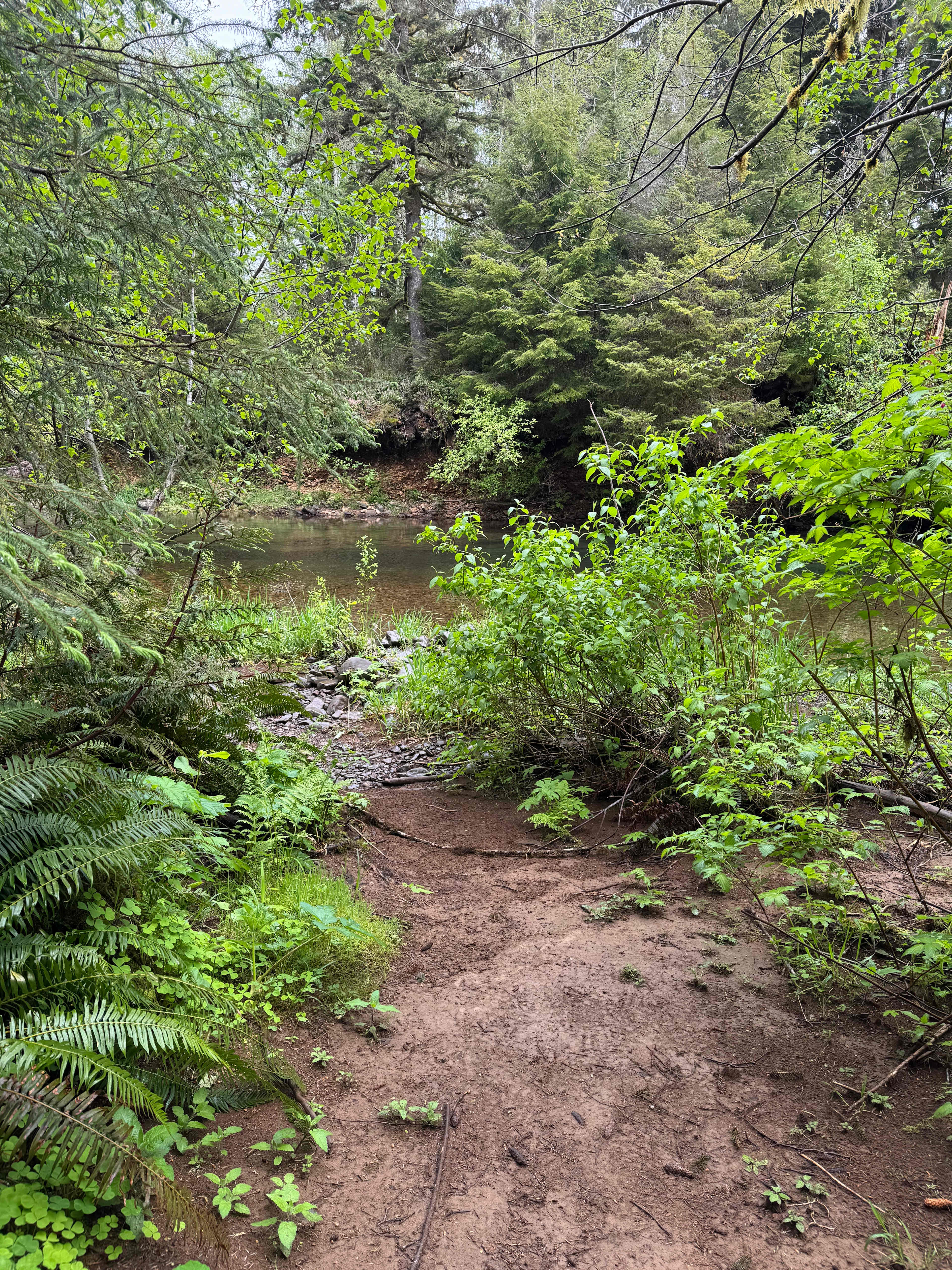 Rainforest glade by the river