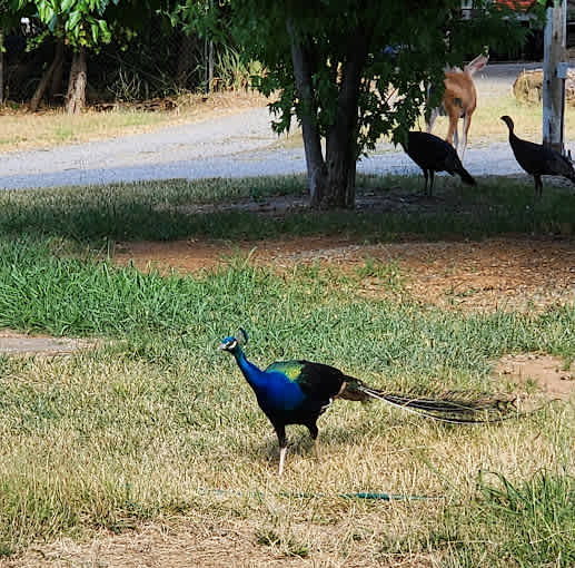 Fawndale Oaks RV Park