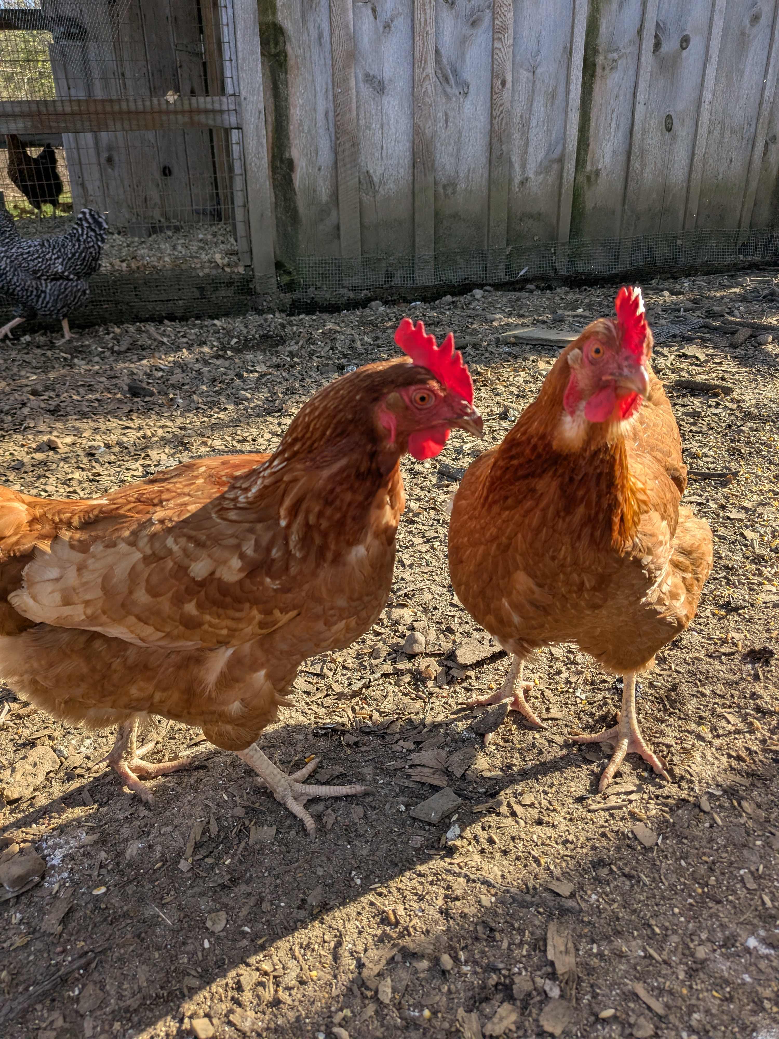 Little Fern Farm