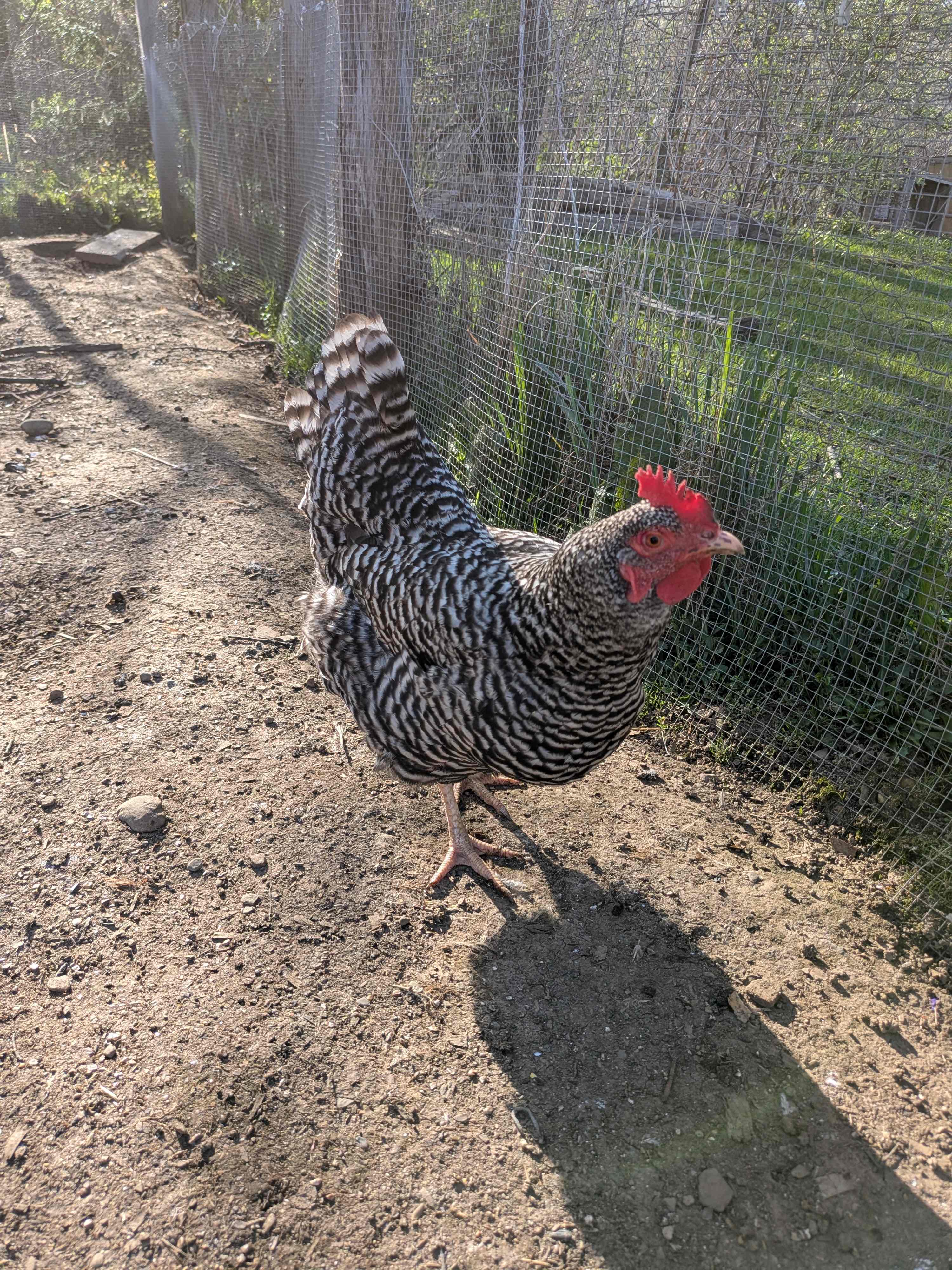 Little Fern Farm