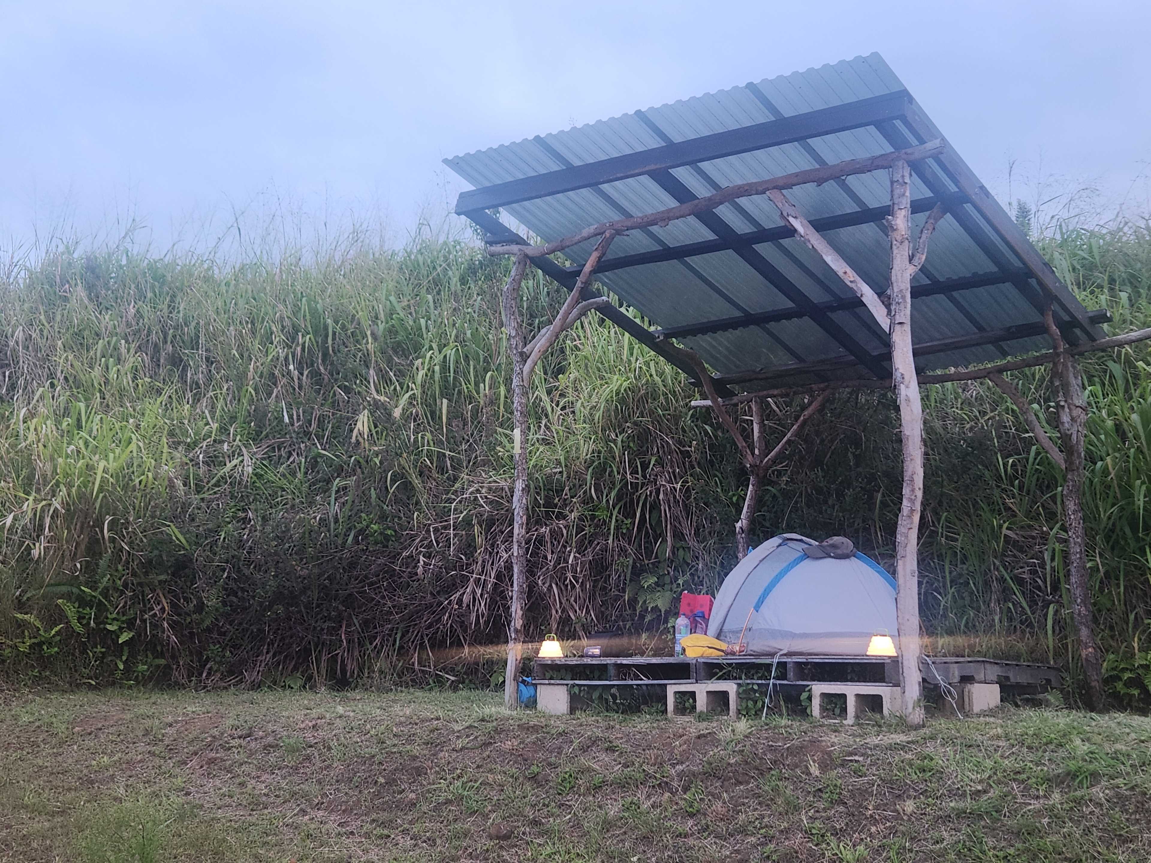 Hamakua Christmas Tree Forest