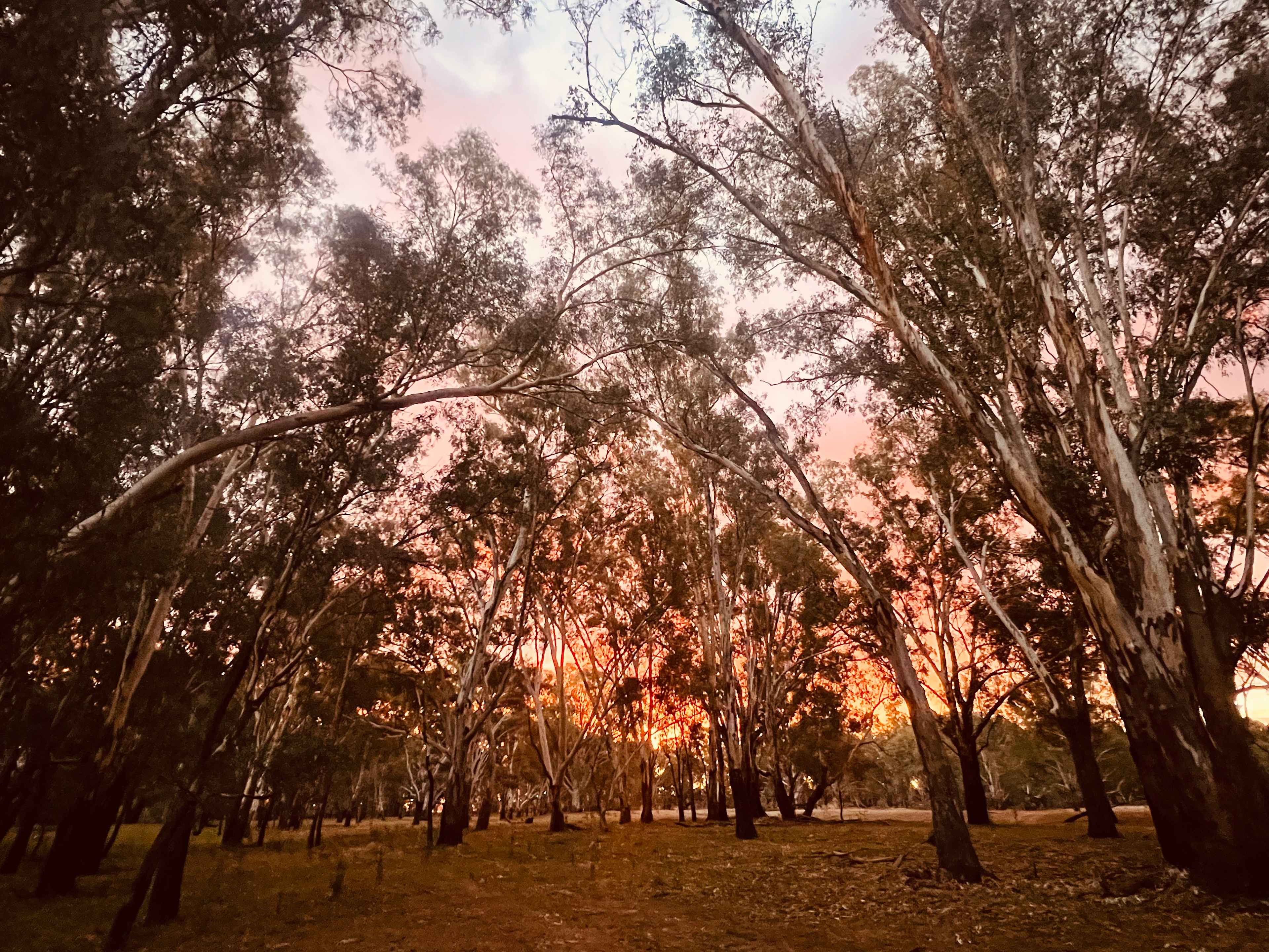 Palm Cove On The Murrumbidgee