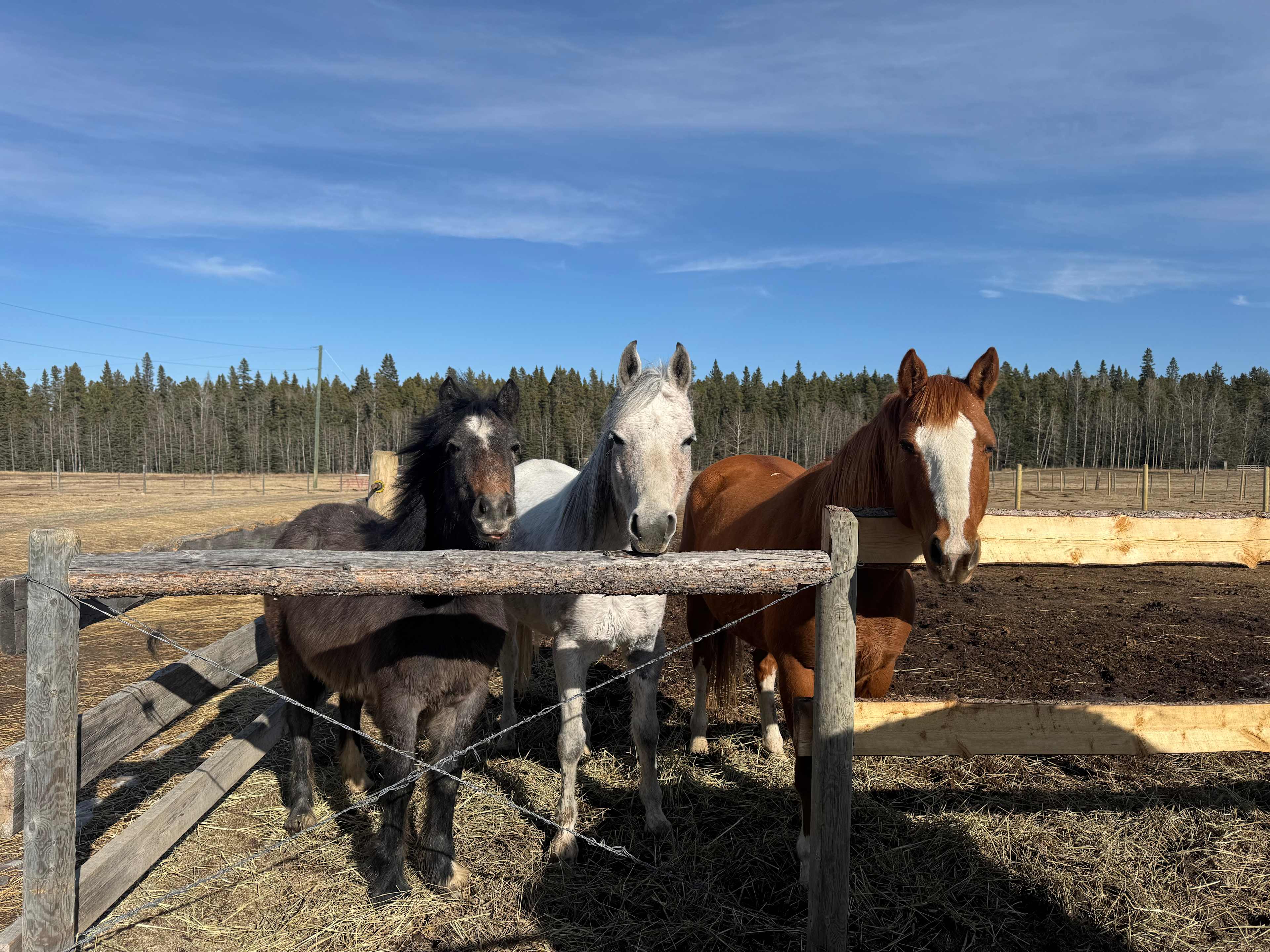 Rough Diamond Ranch Alberta