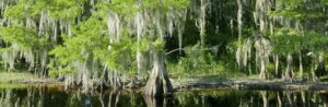 Grape Hammock Fish Camp and Airboat Rides