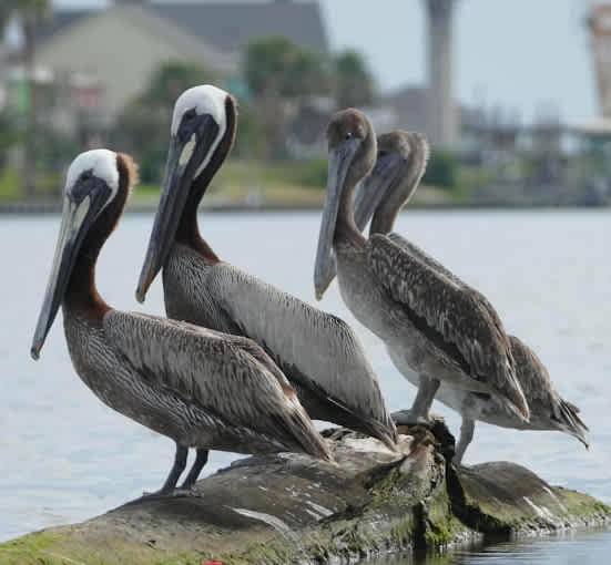 Sargent Beach RV Park