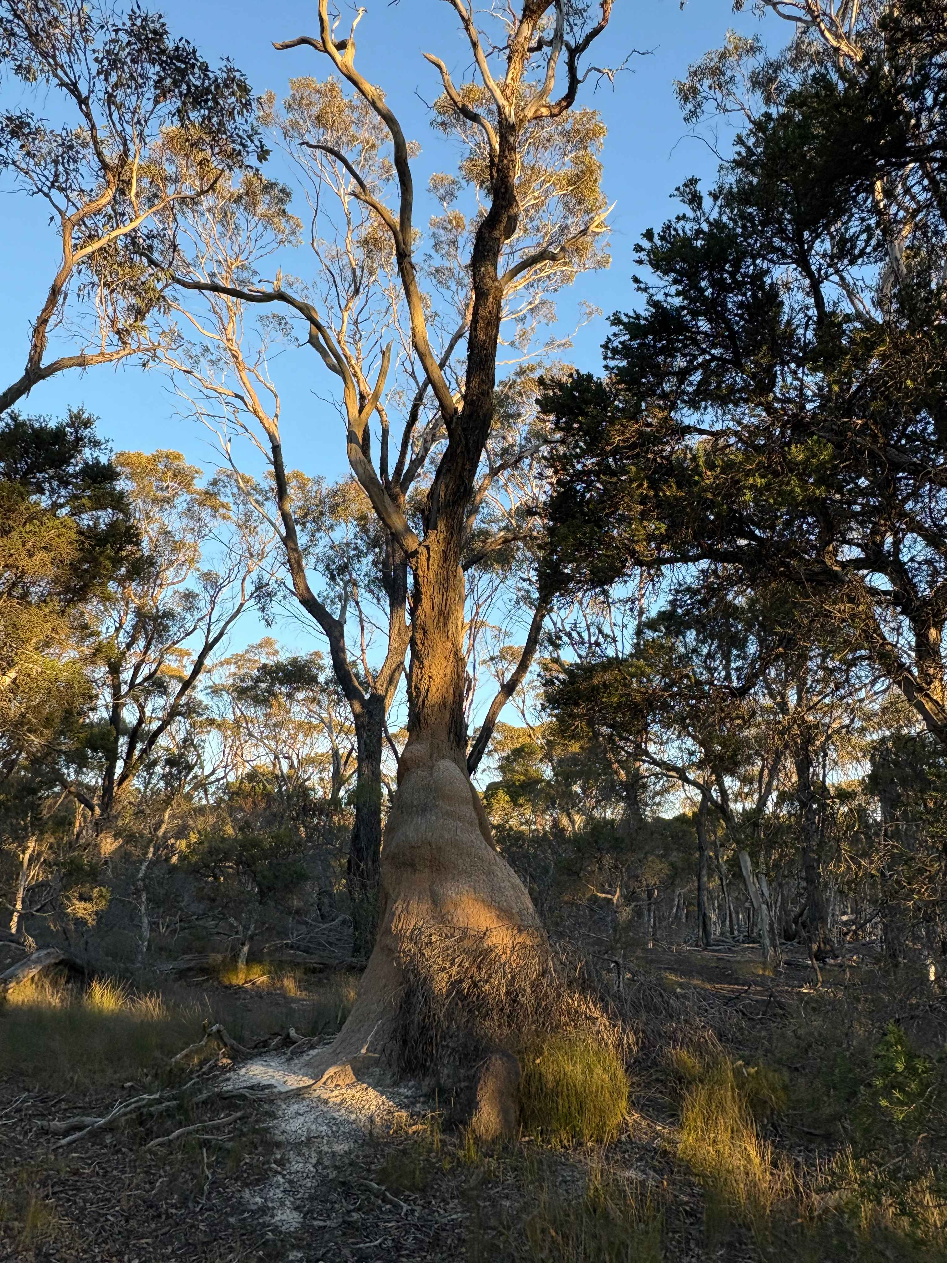 Bush walk