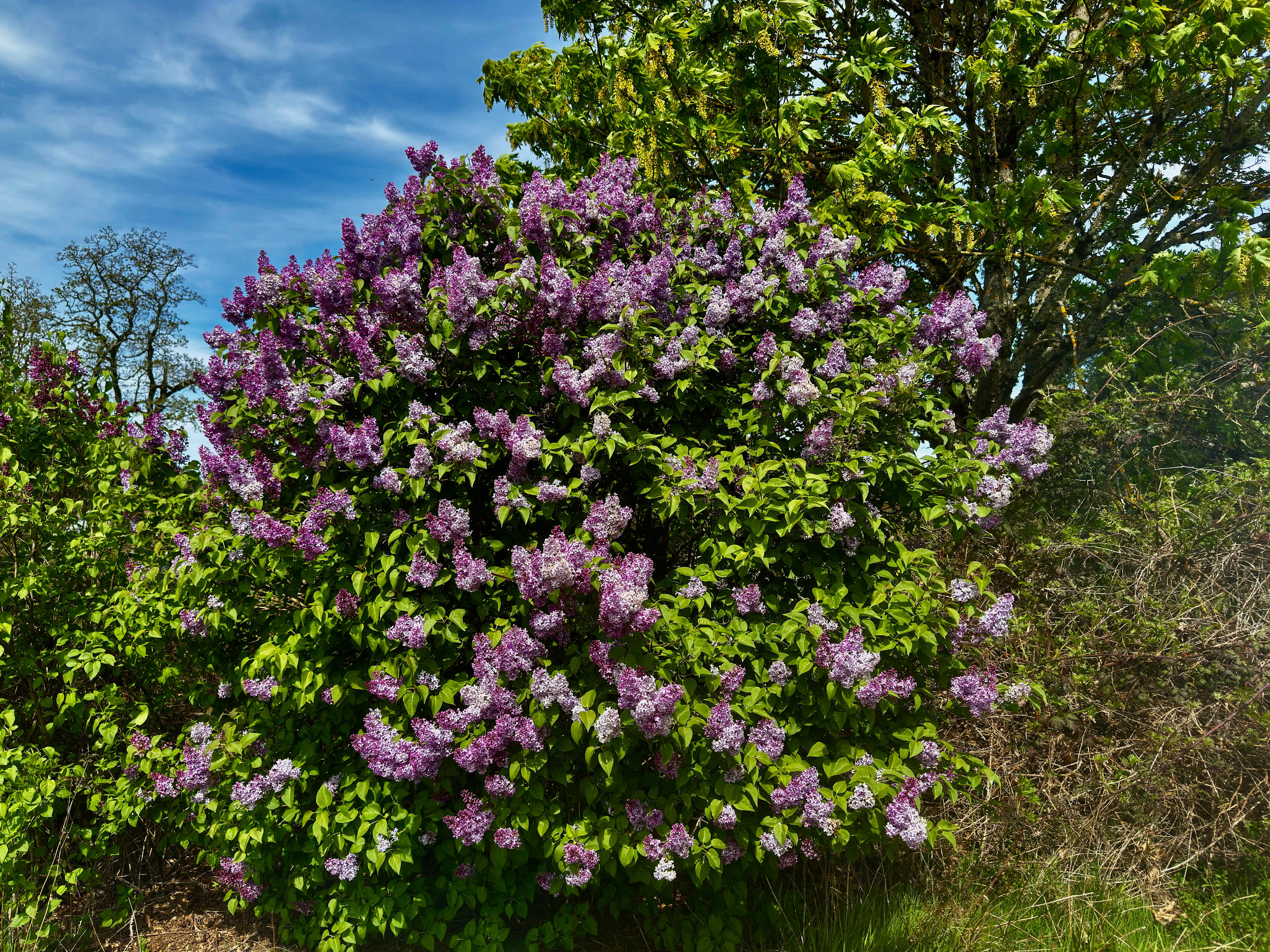 Buena Vista Lavender Farm