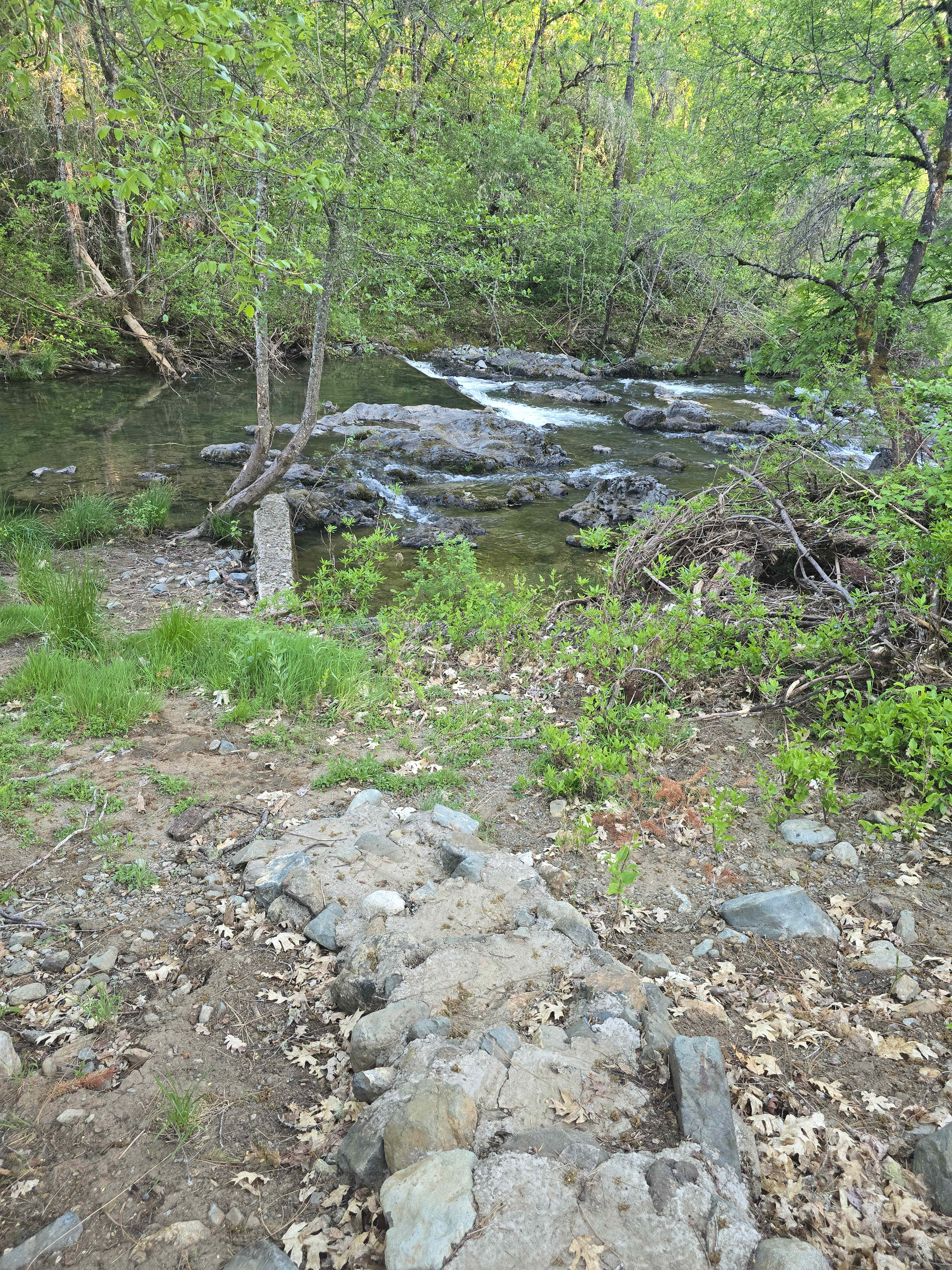 Forested creekside campsite