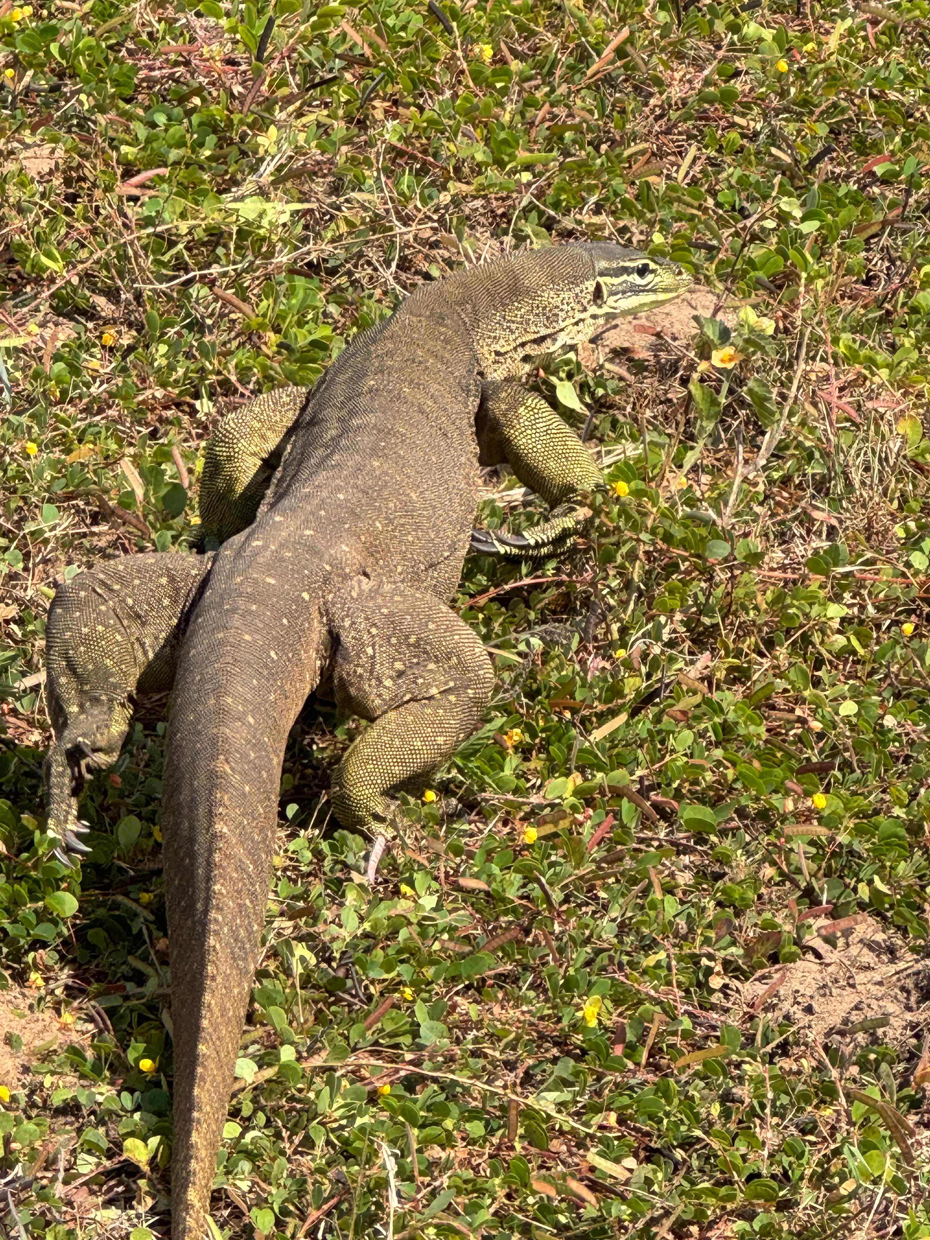 Goanna spotted on our way down to the river 