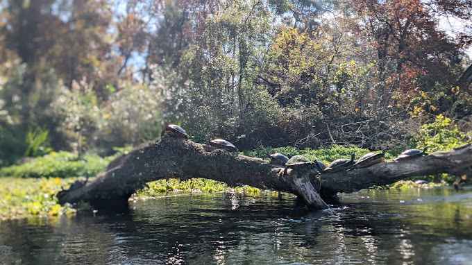 Ichetucknee Family Canoe and Cabins