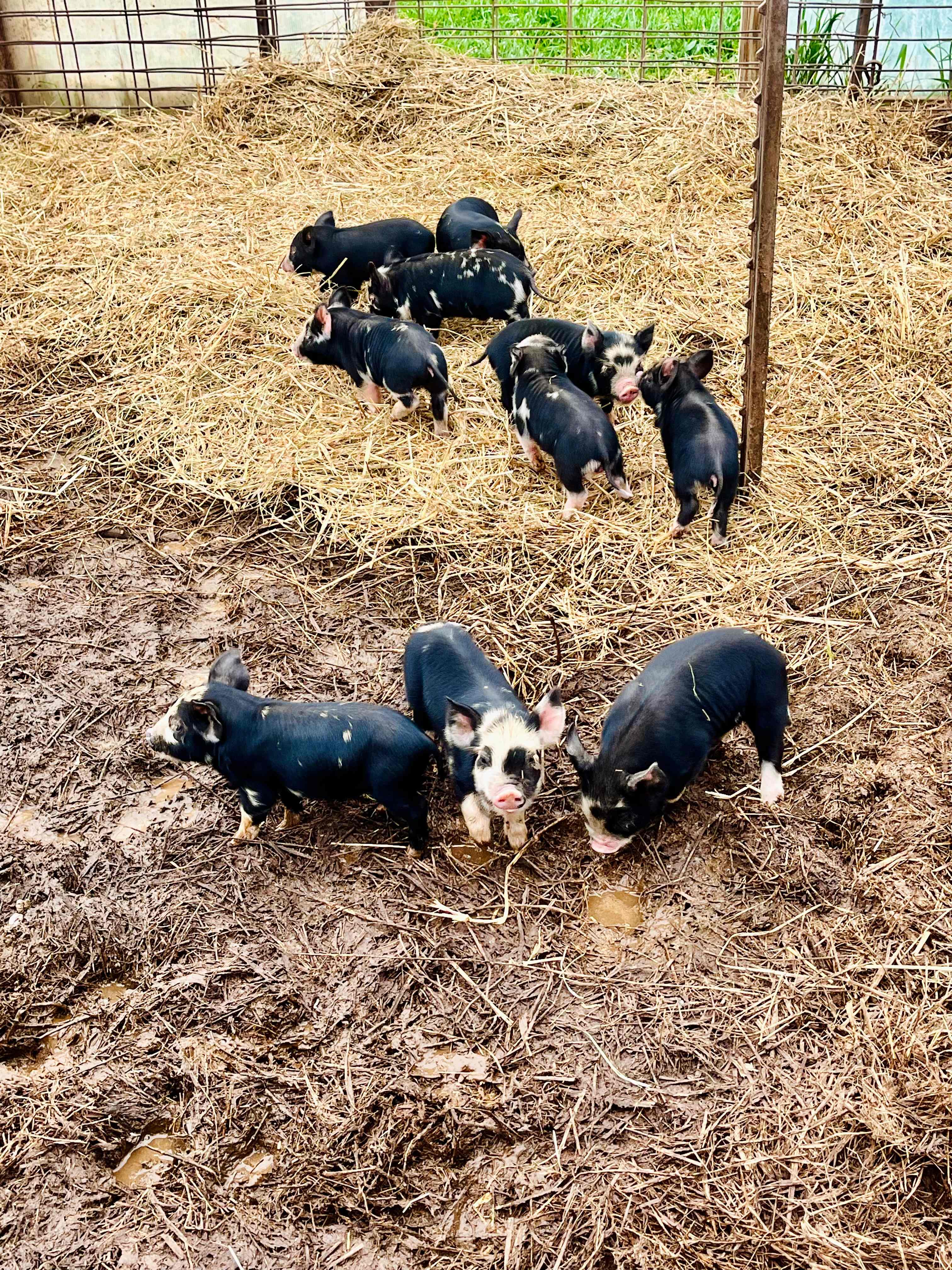 The G Farm