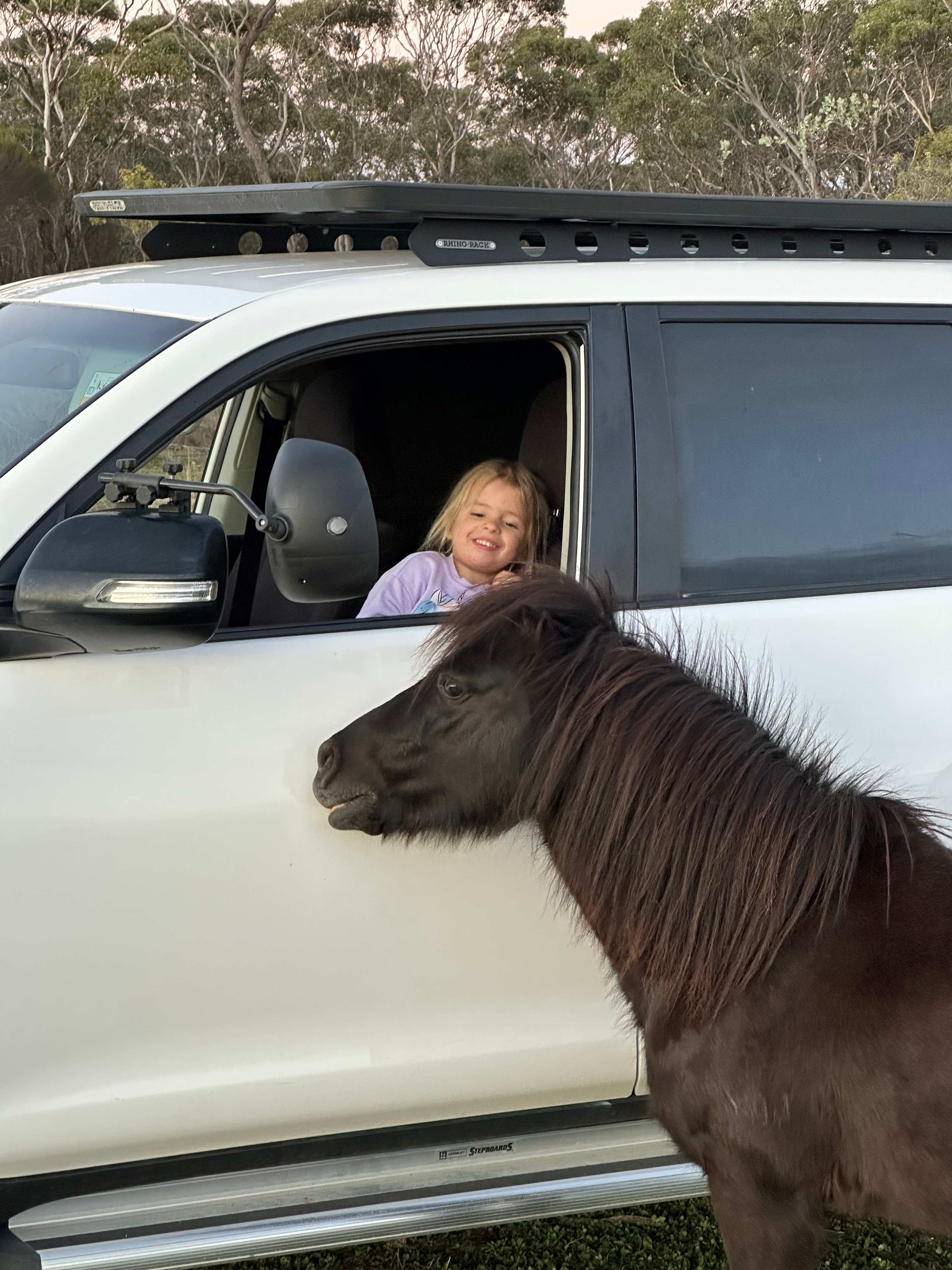 Saying hello to the ponies 