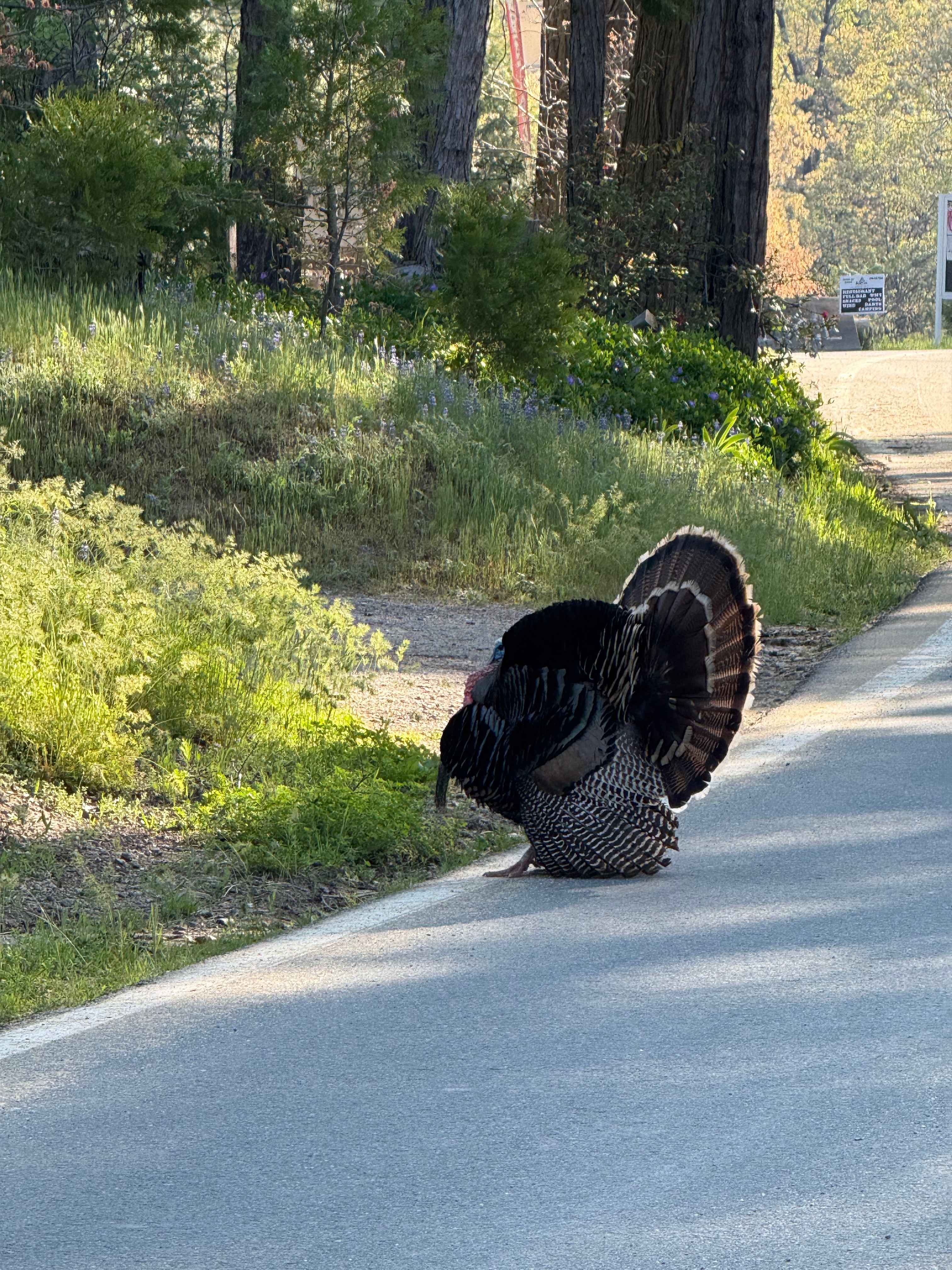 We saw a group of turkeys on our way out! 