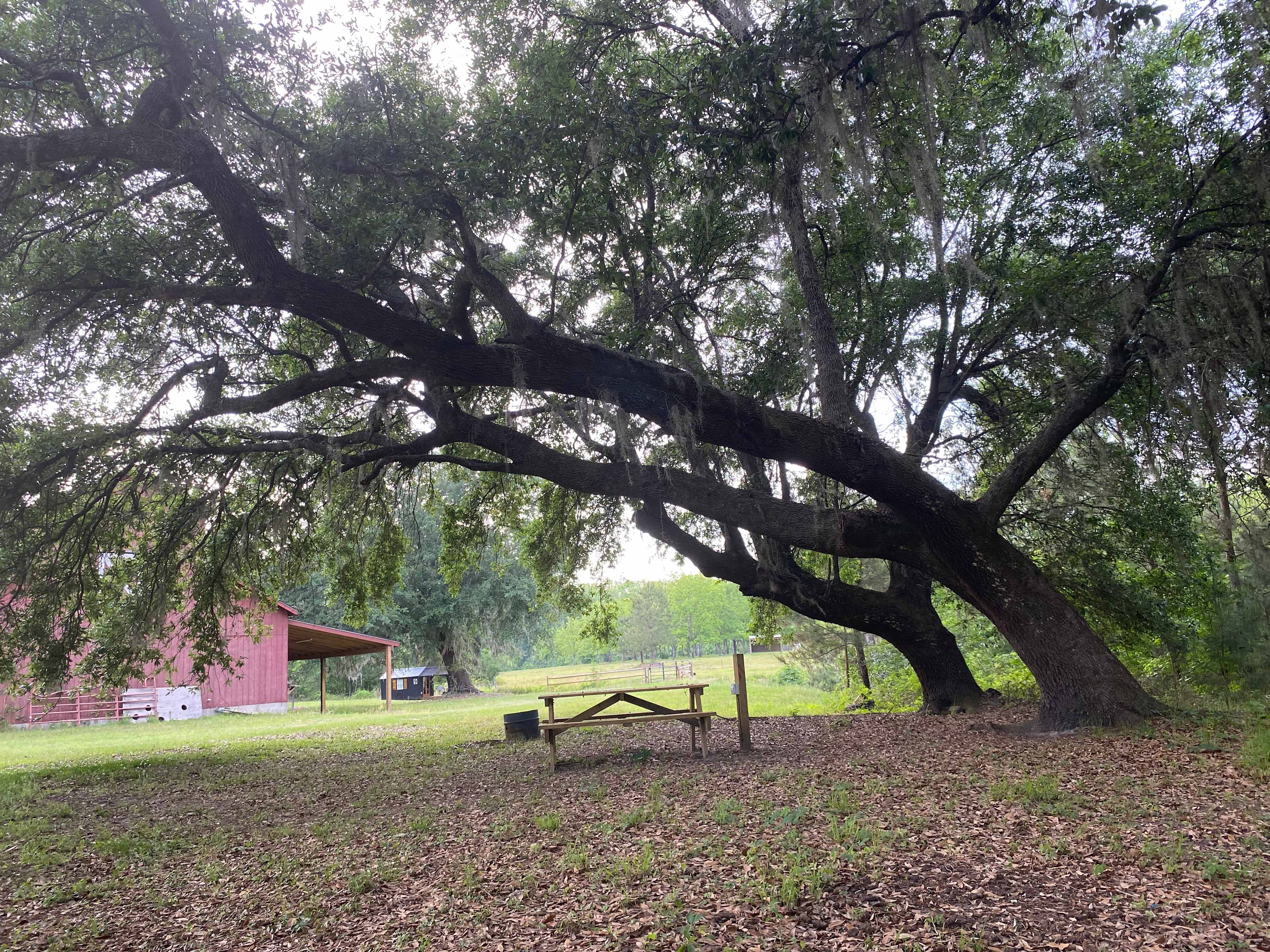 Shire Hill Grove, Yemassee, SC