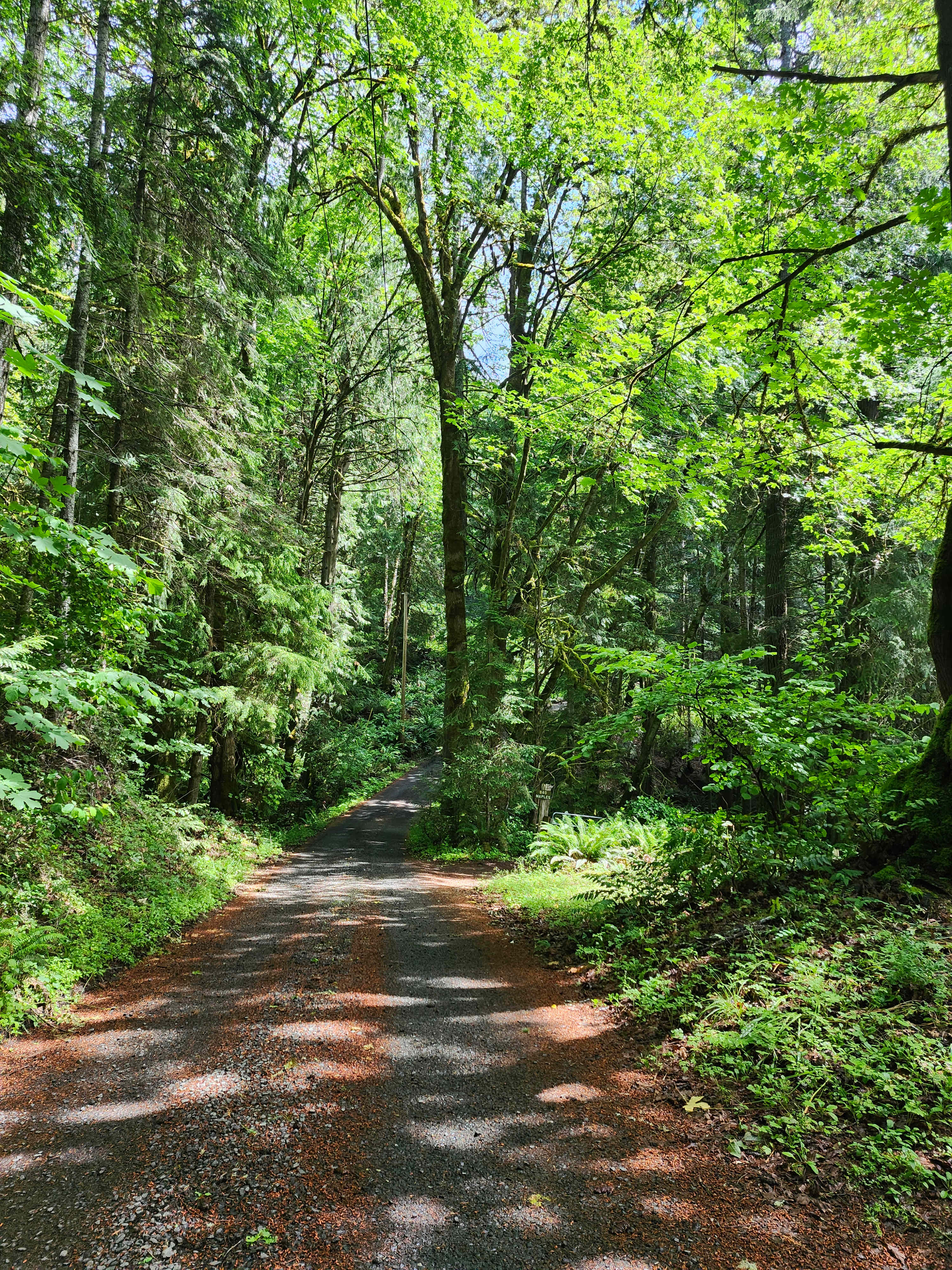 Woodland Grove on the Coast