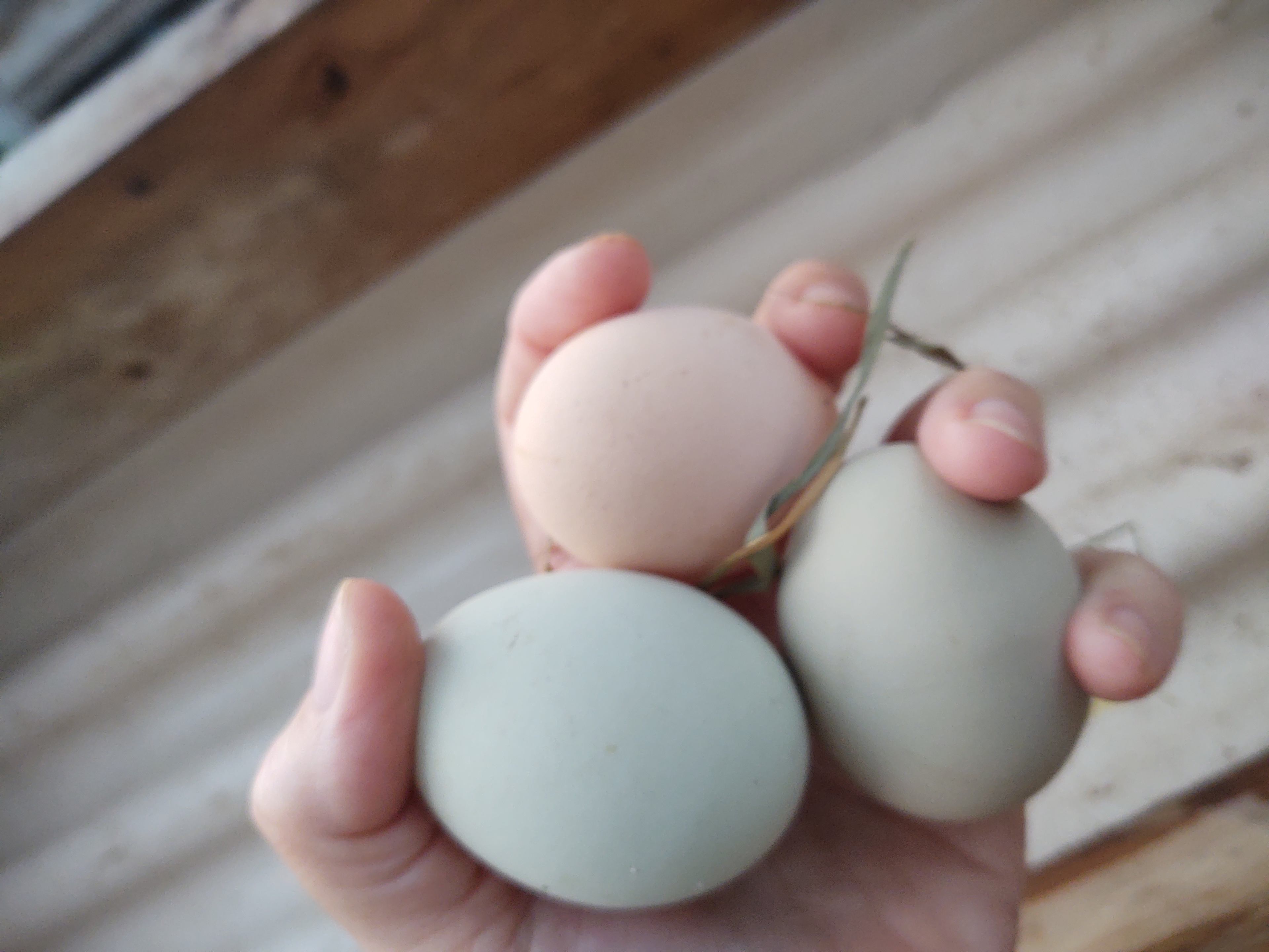 Happy hens and farm-fresh eggs