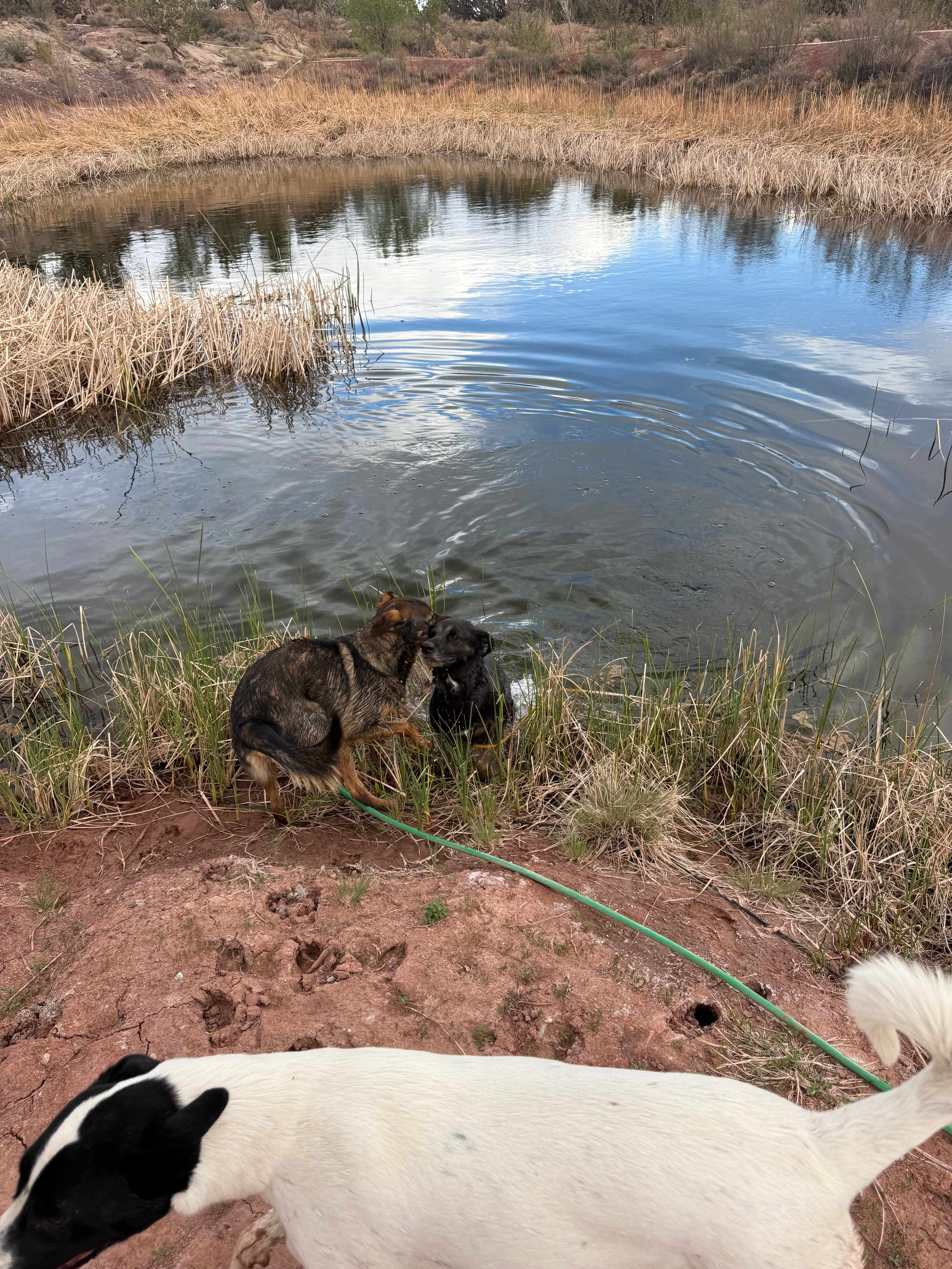 Cabin by the Pond