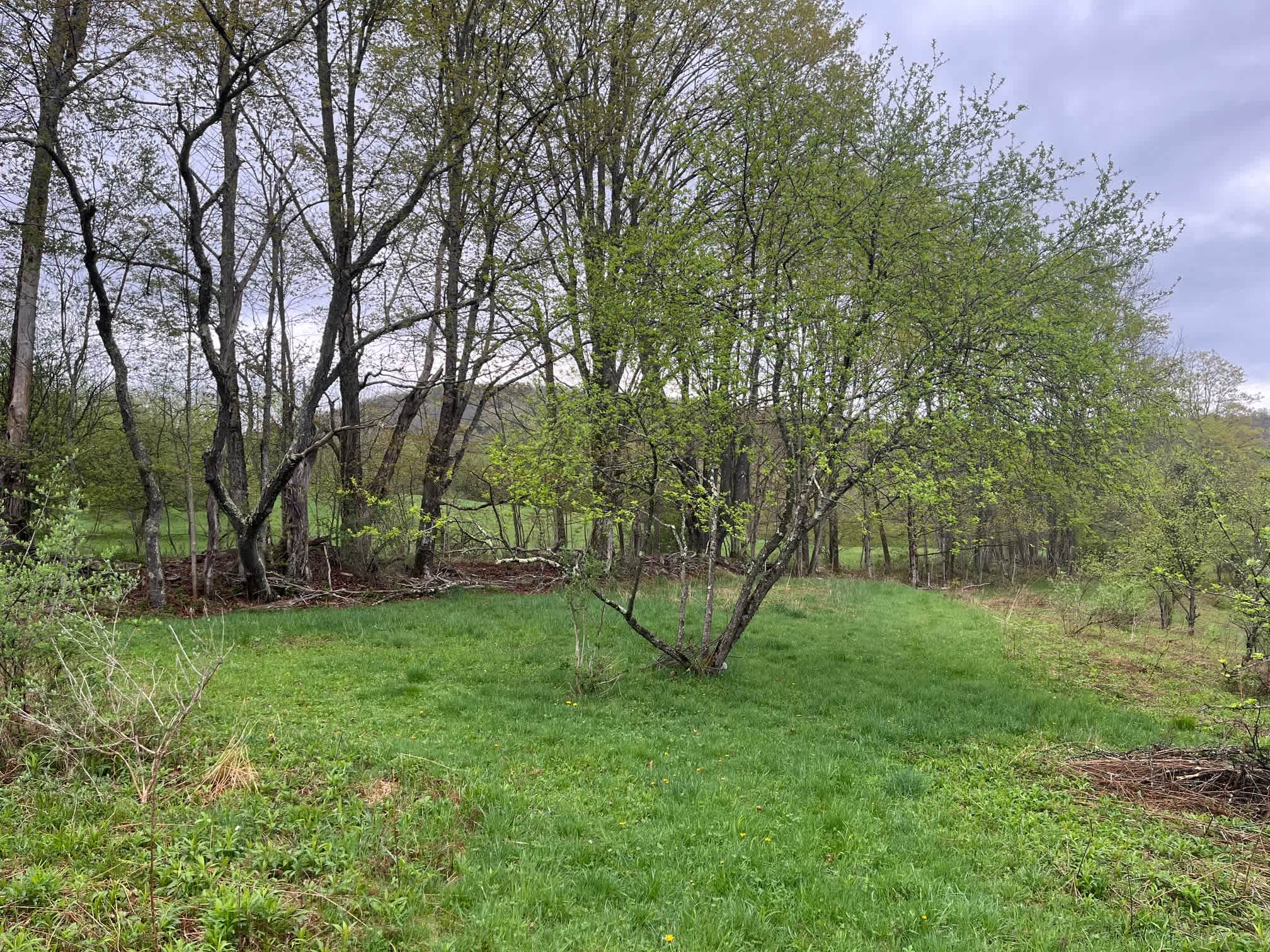Old Orchard