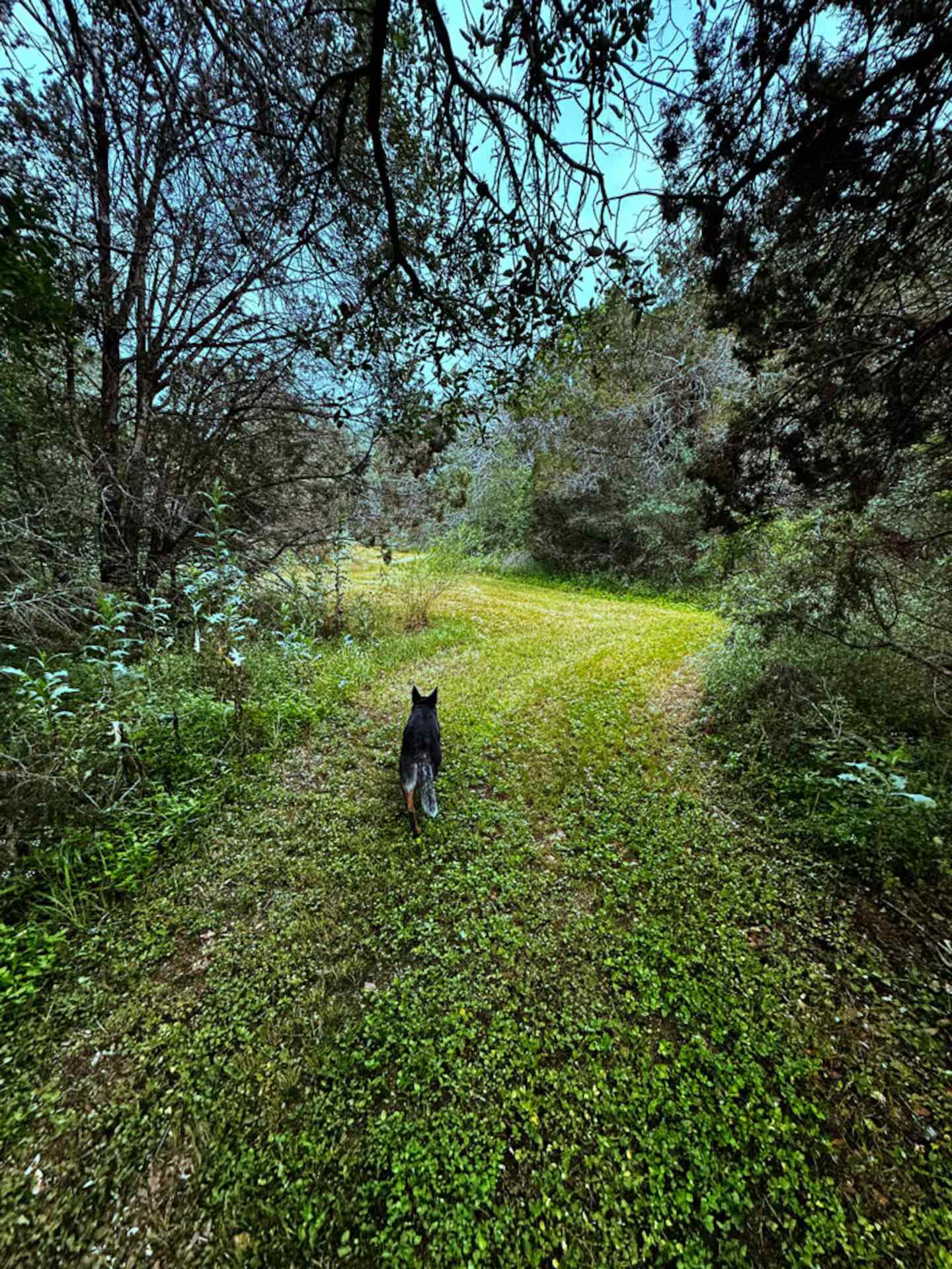 Wooded Retreat Near Town On 5 Acres