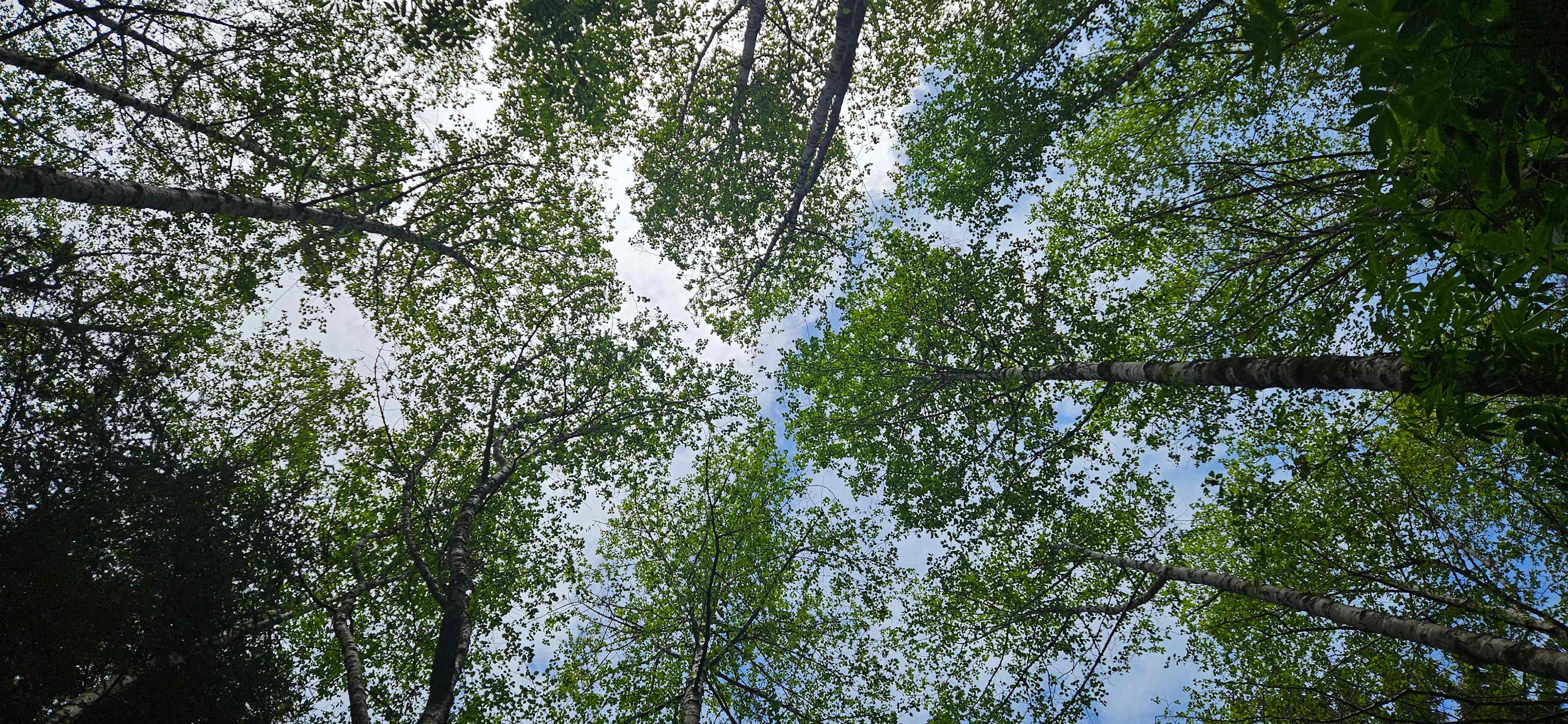Mystic Forest Campground