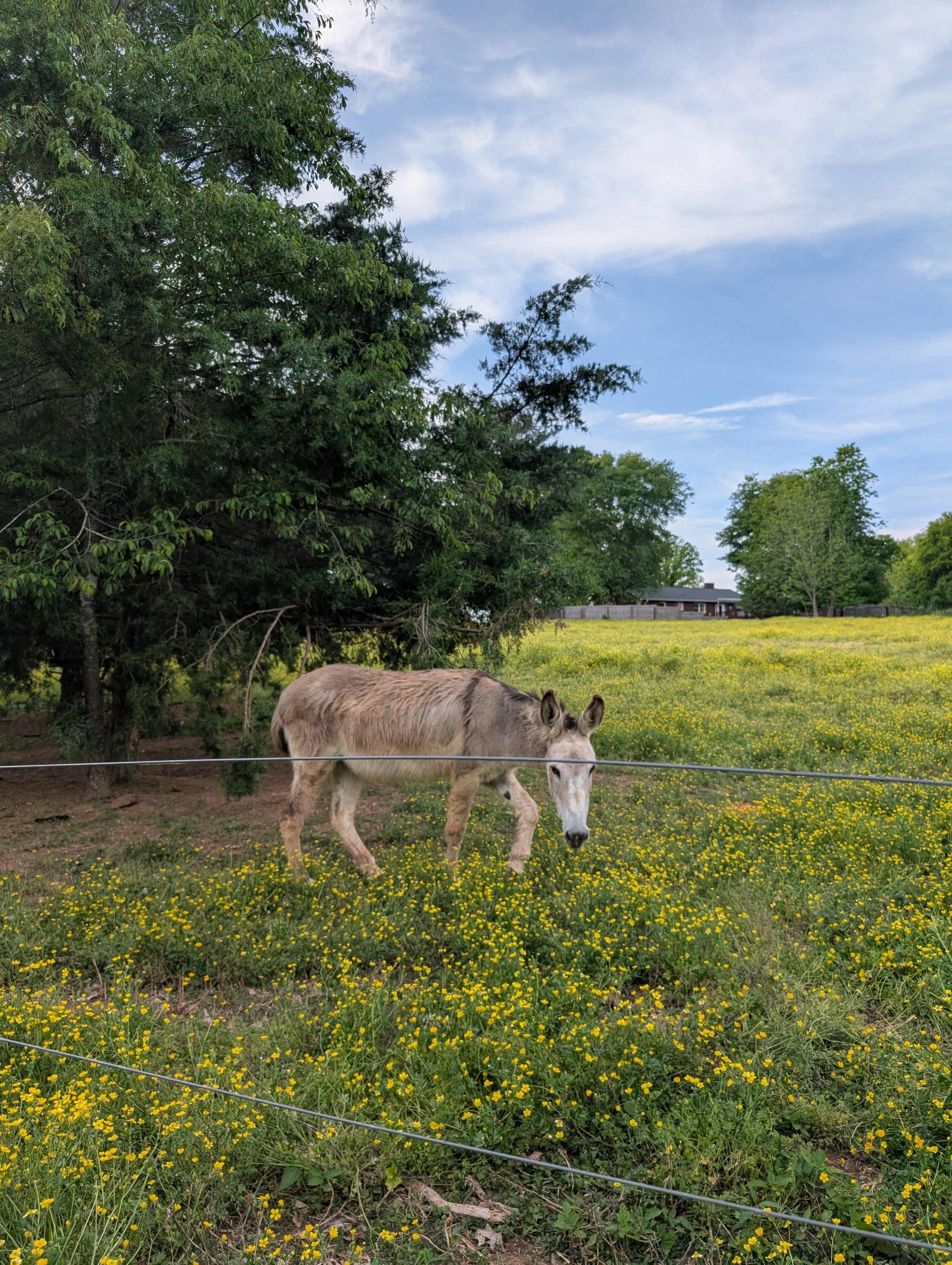 The Oasis at Harmon Creek Farms
